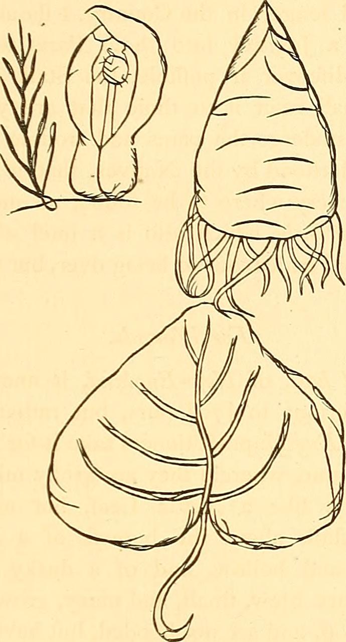 Verbena leaf identification view