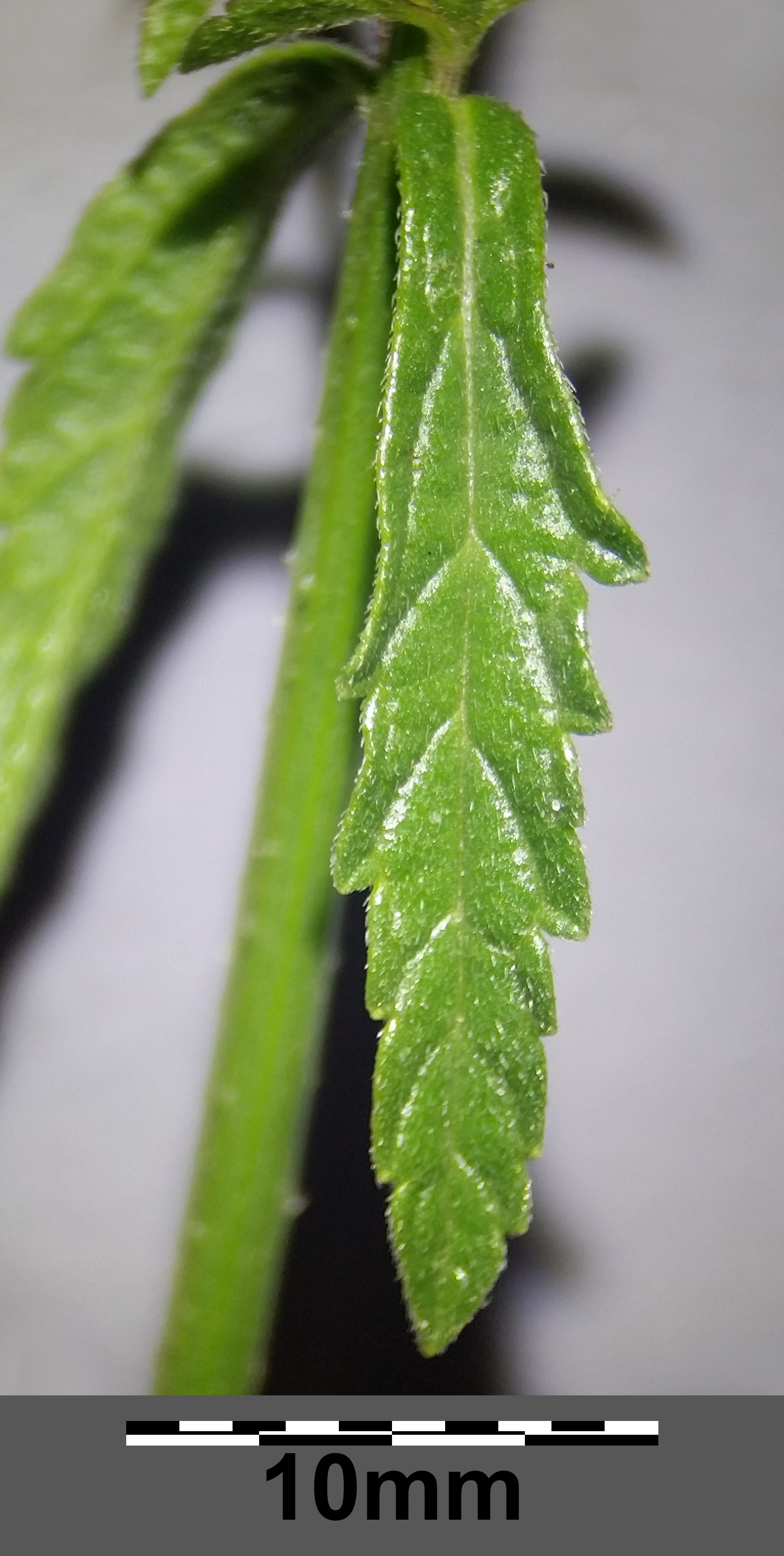 Verbena stem identification view