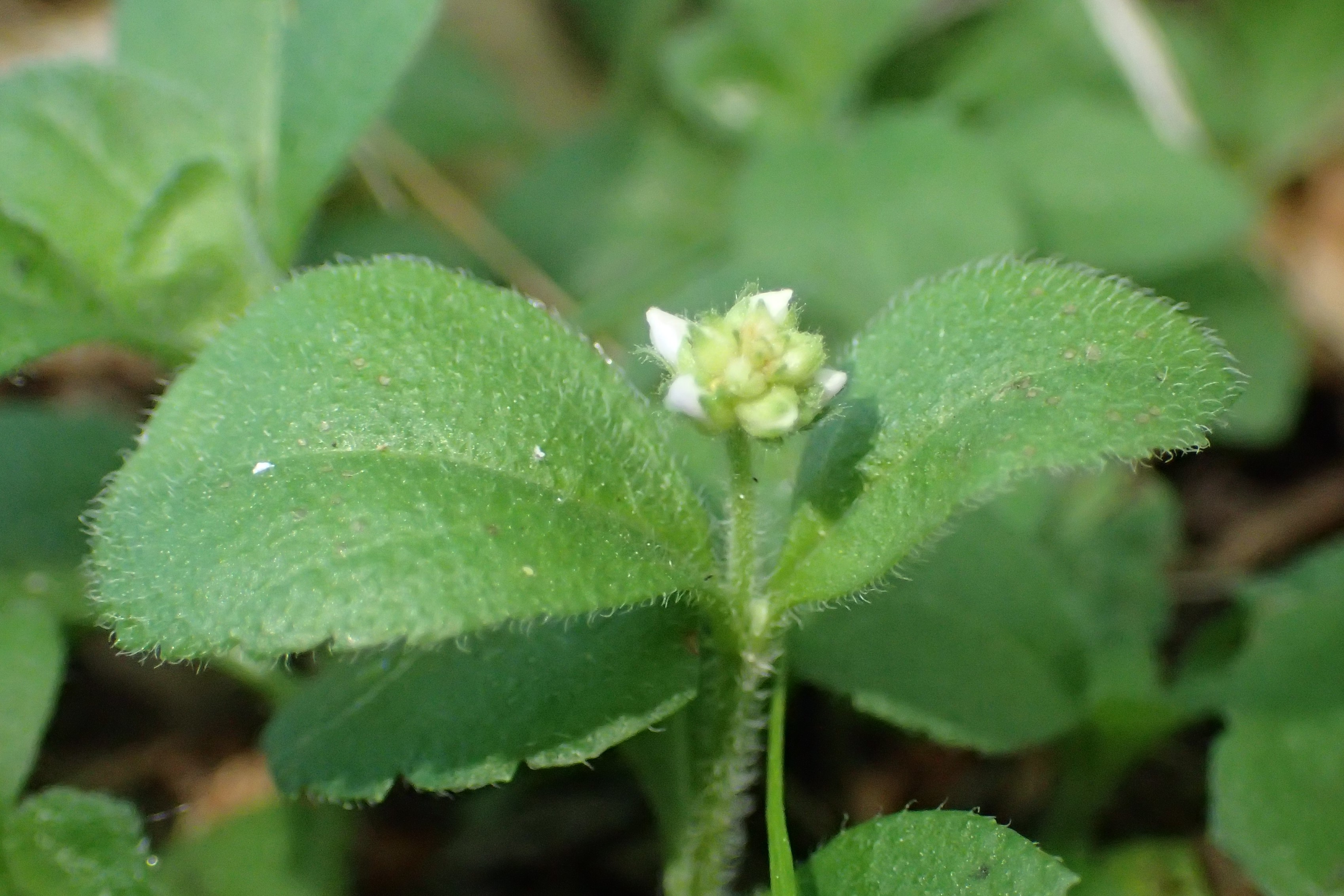 Veronica flower identification view