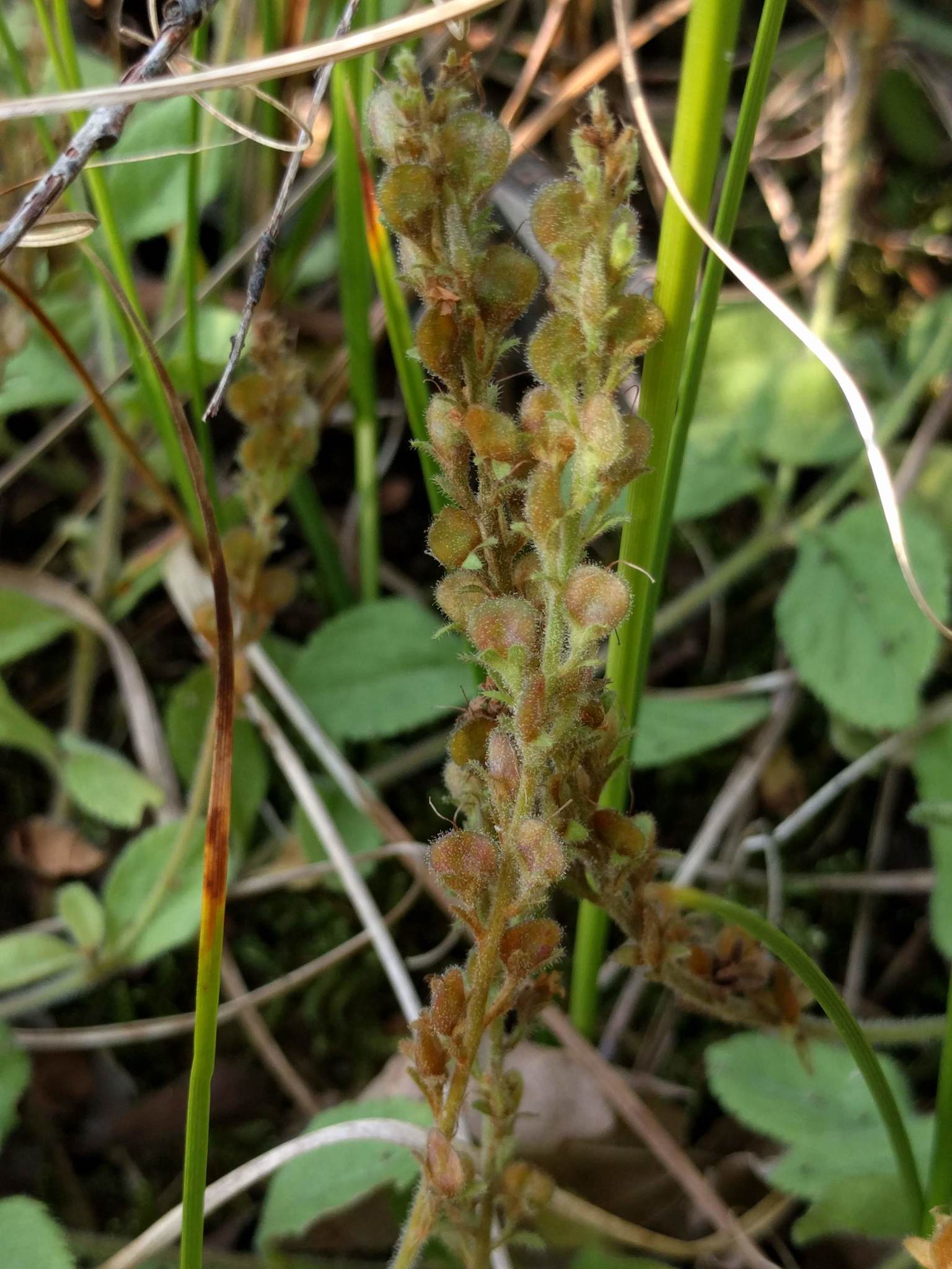 Veronica fruit identification view