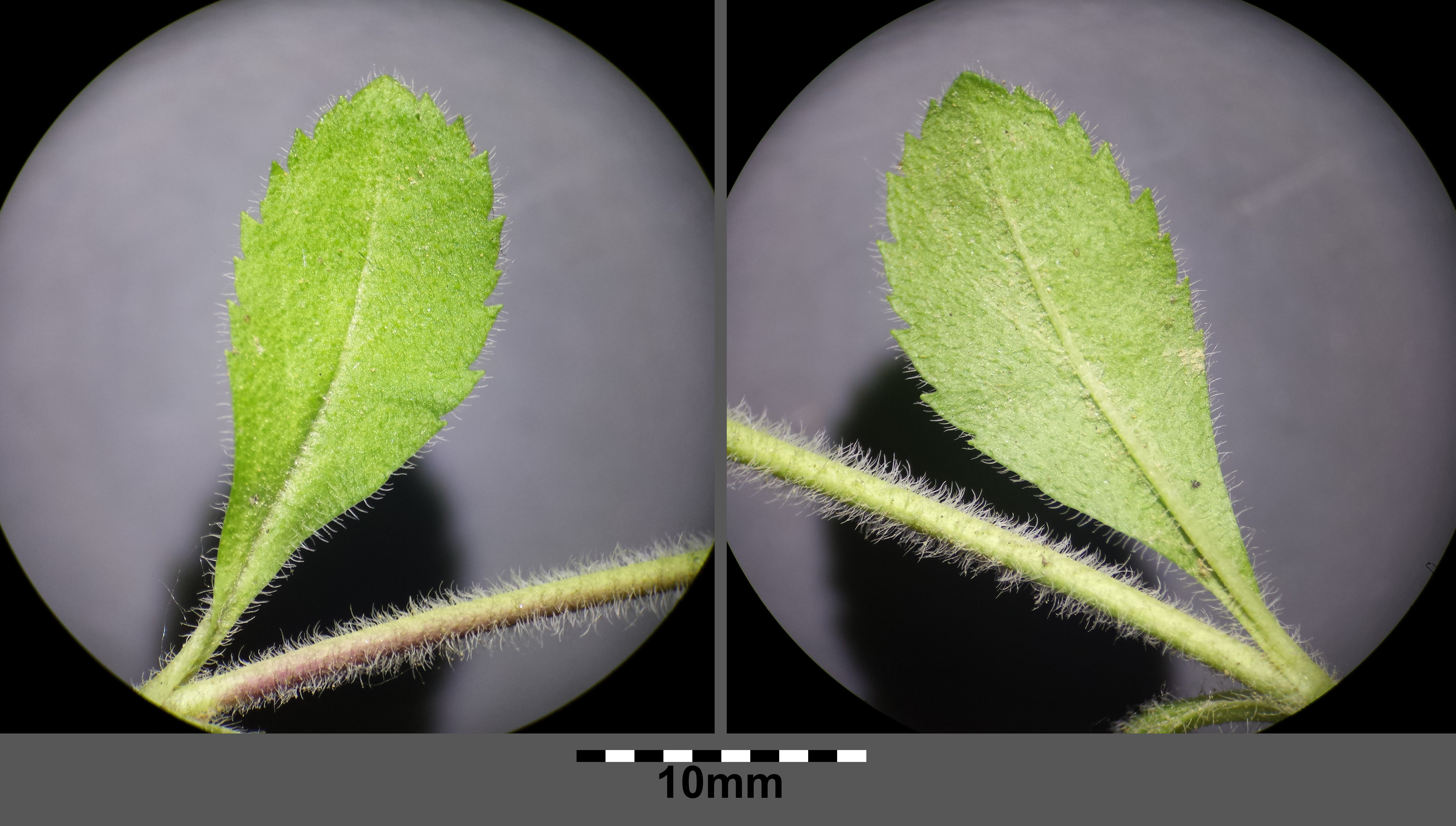 Veronica leaf identification view