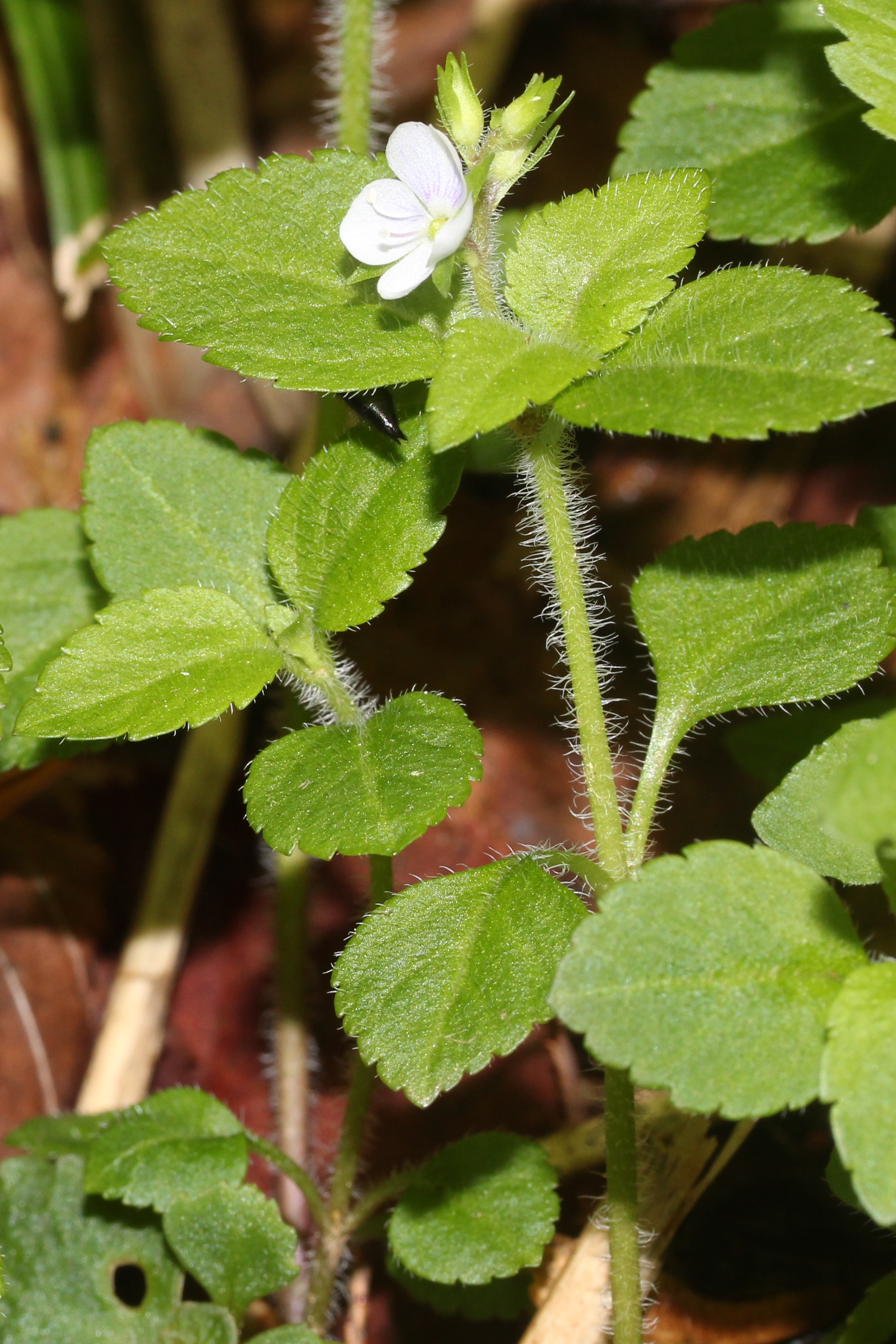 Veronica stem identification view