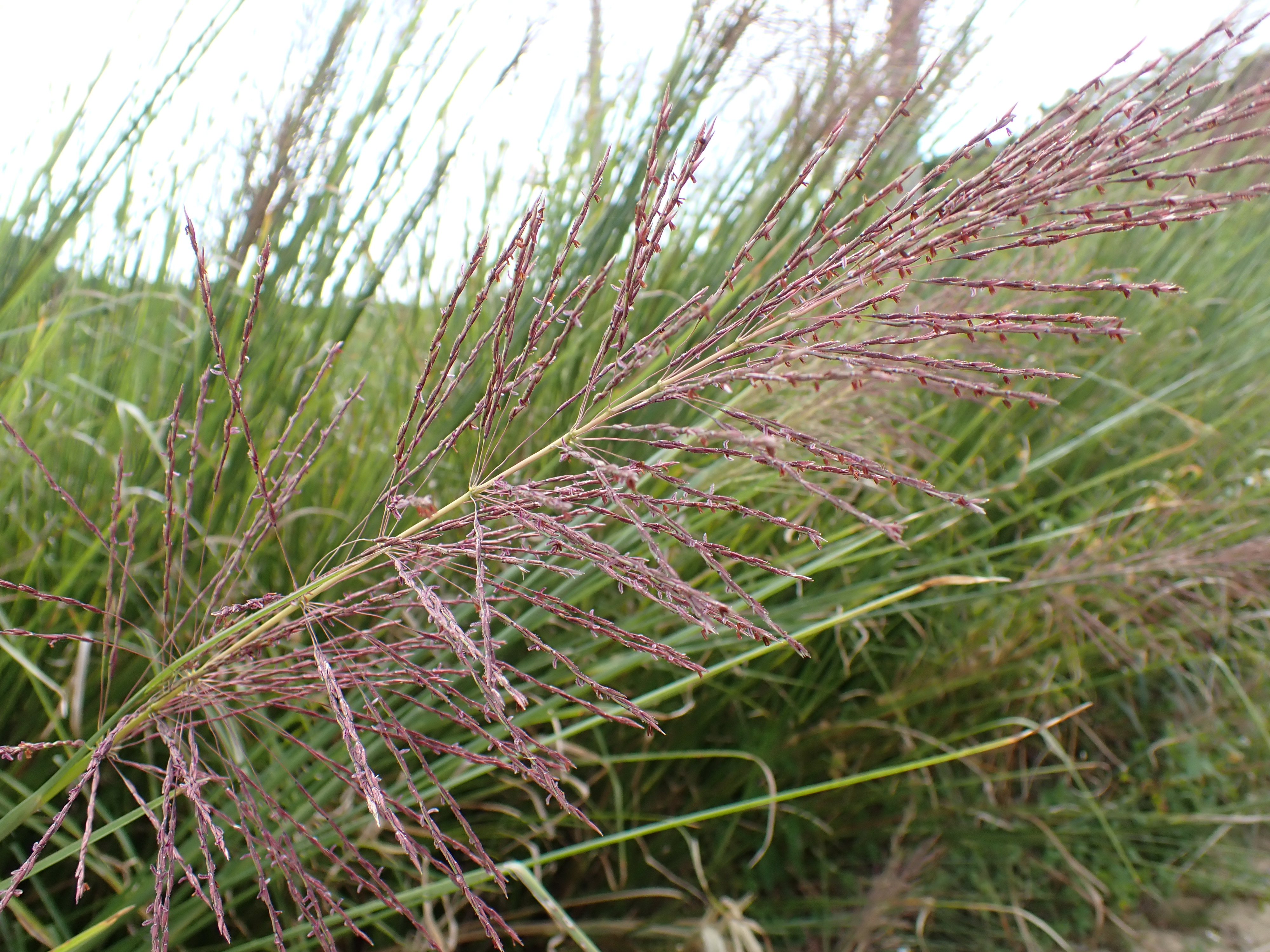 Vetiver flower identification view