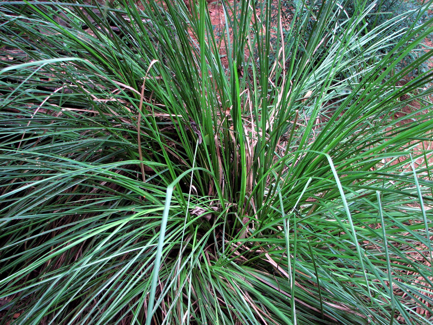 Vetiver fruit identification view