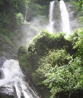 Vetiver leaf identification view