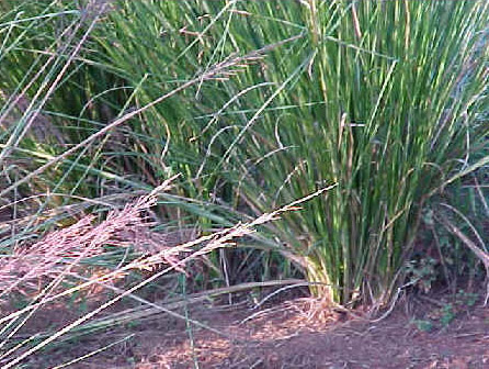 Vetiver plant identification view