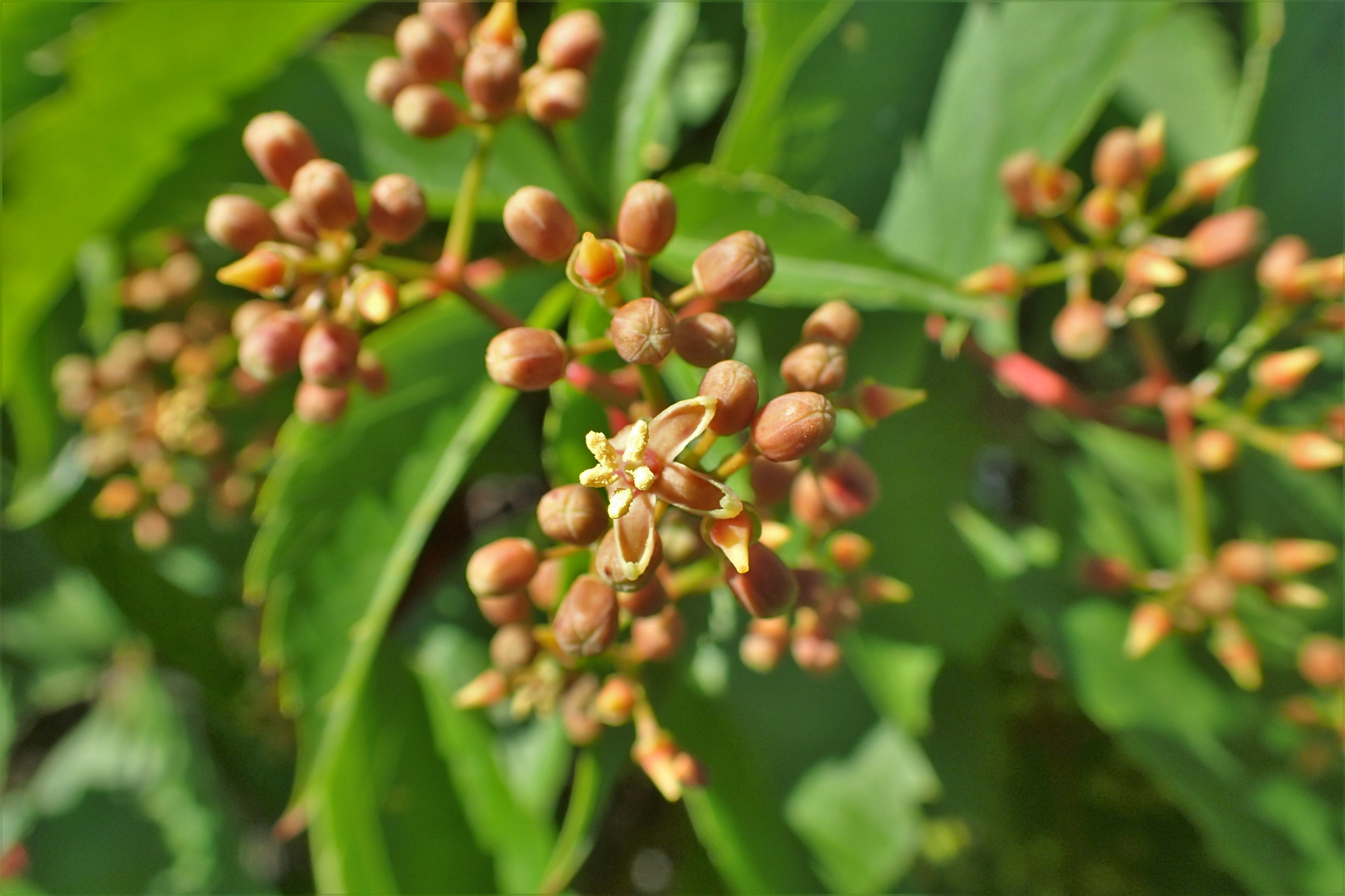 Virginia Creeper flower identification view