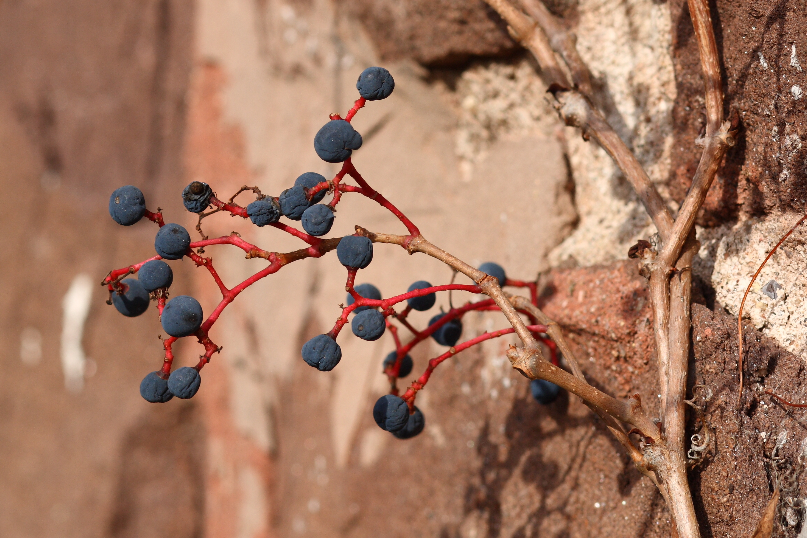 Virginia Creeper fruit identification view