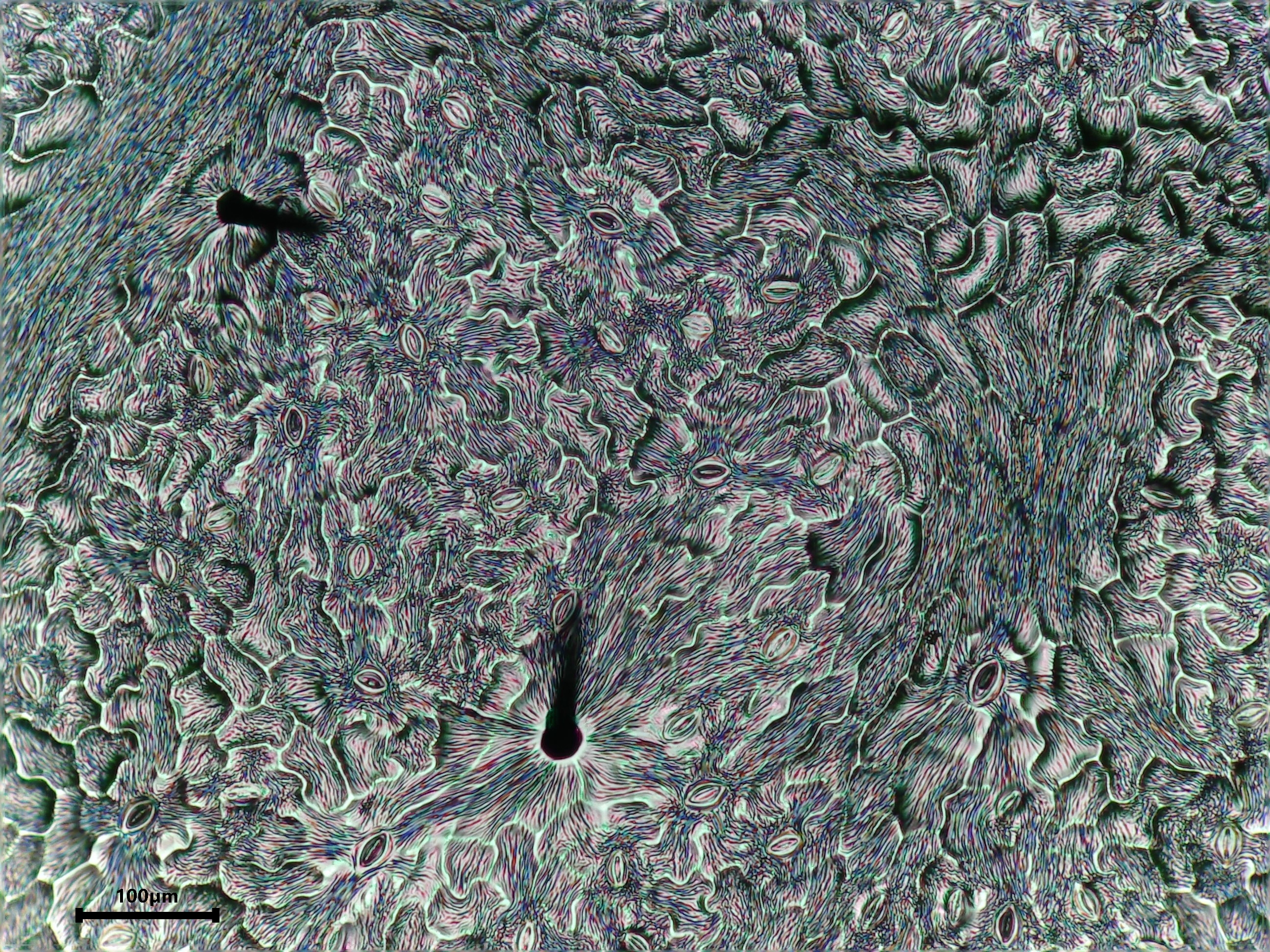 Virginia Creeper leaf identification view