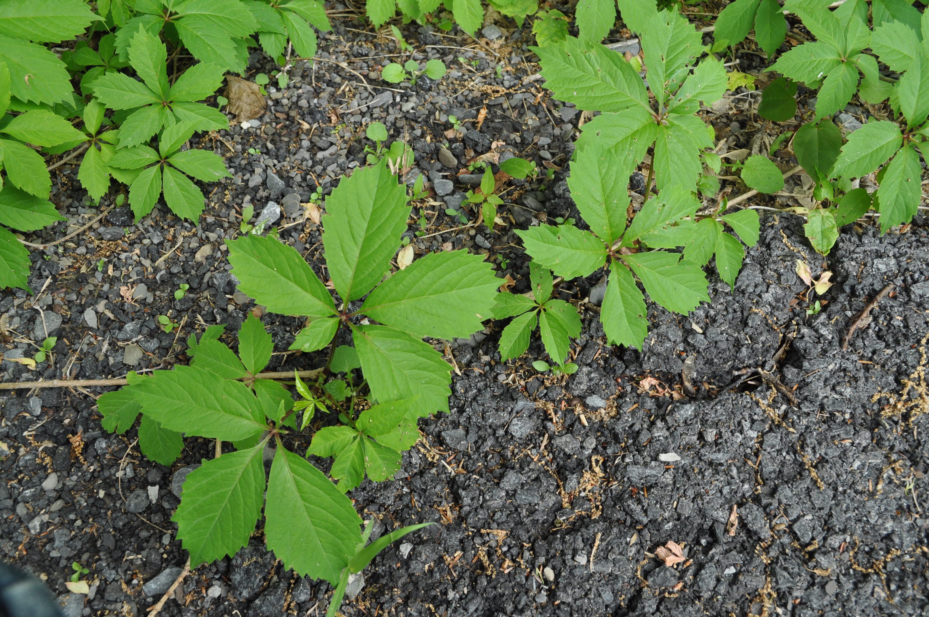 Virginia Creeper stem identification view