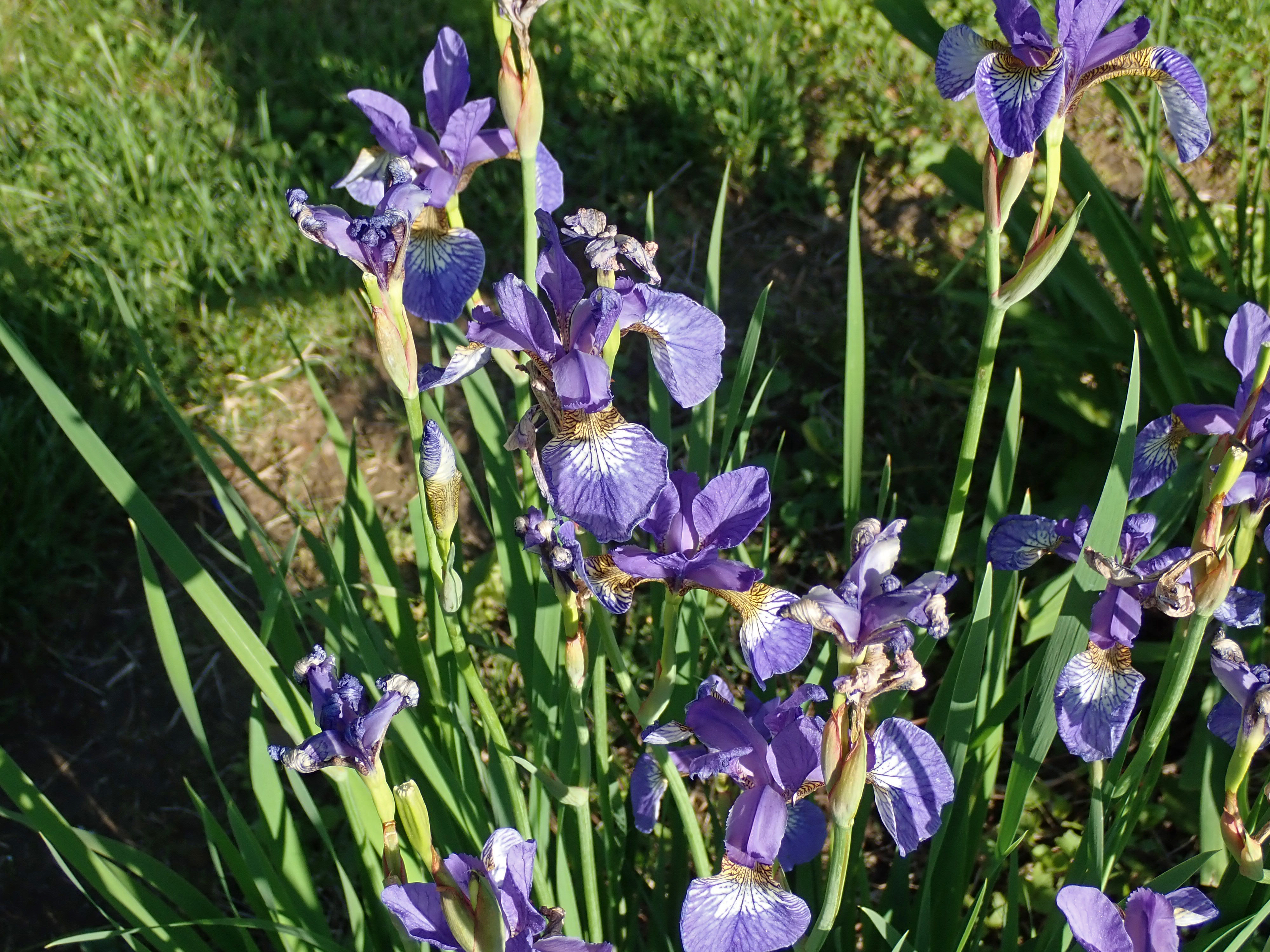 Virginia iris flower identification view