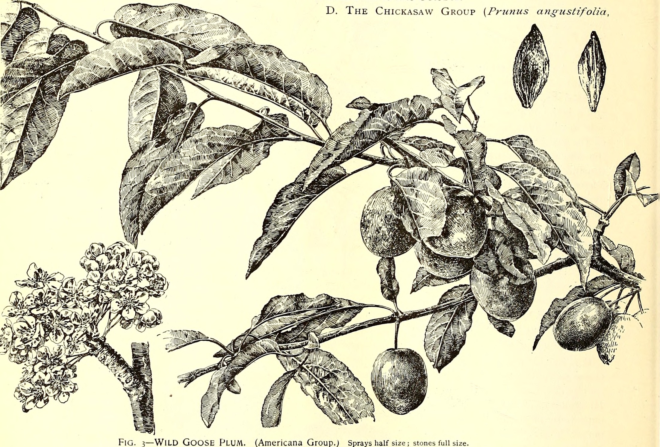 Virginia iris fruit identification view