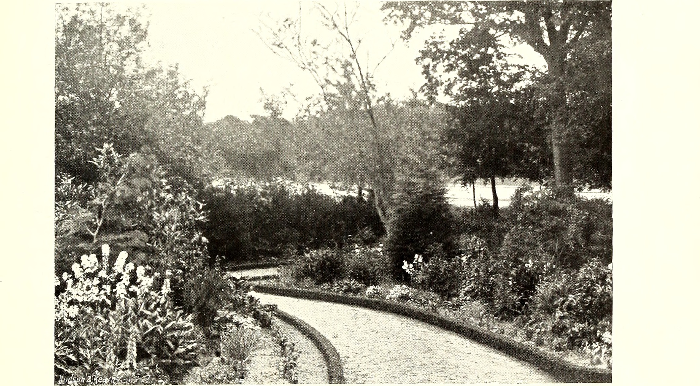Virginia iris leaf identification view