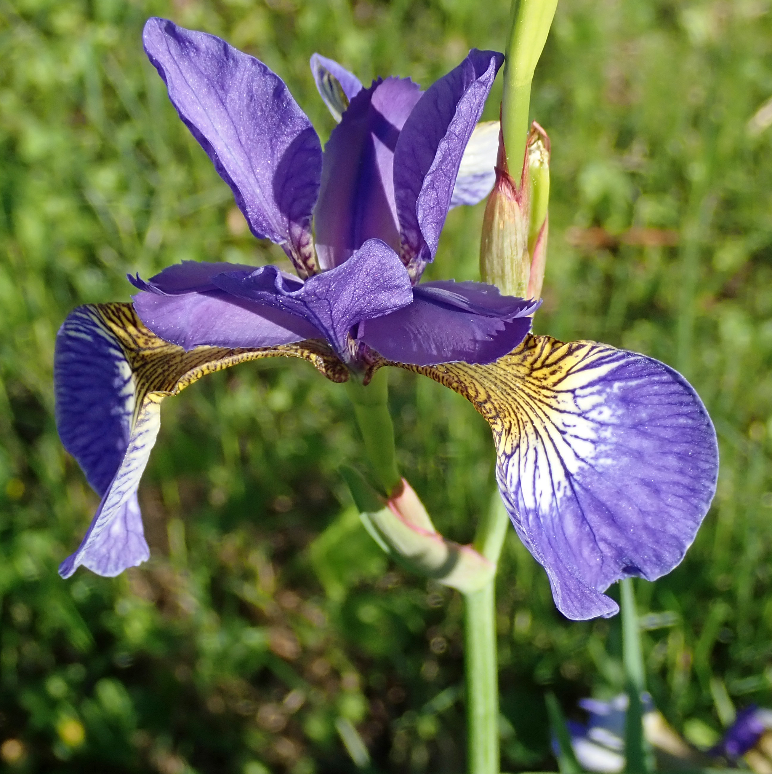 Virginia iris plant identification view