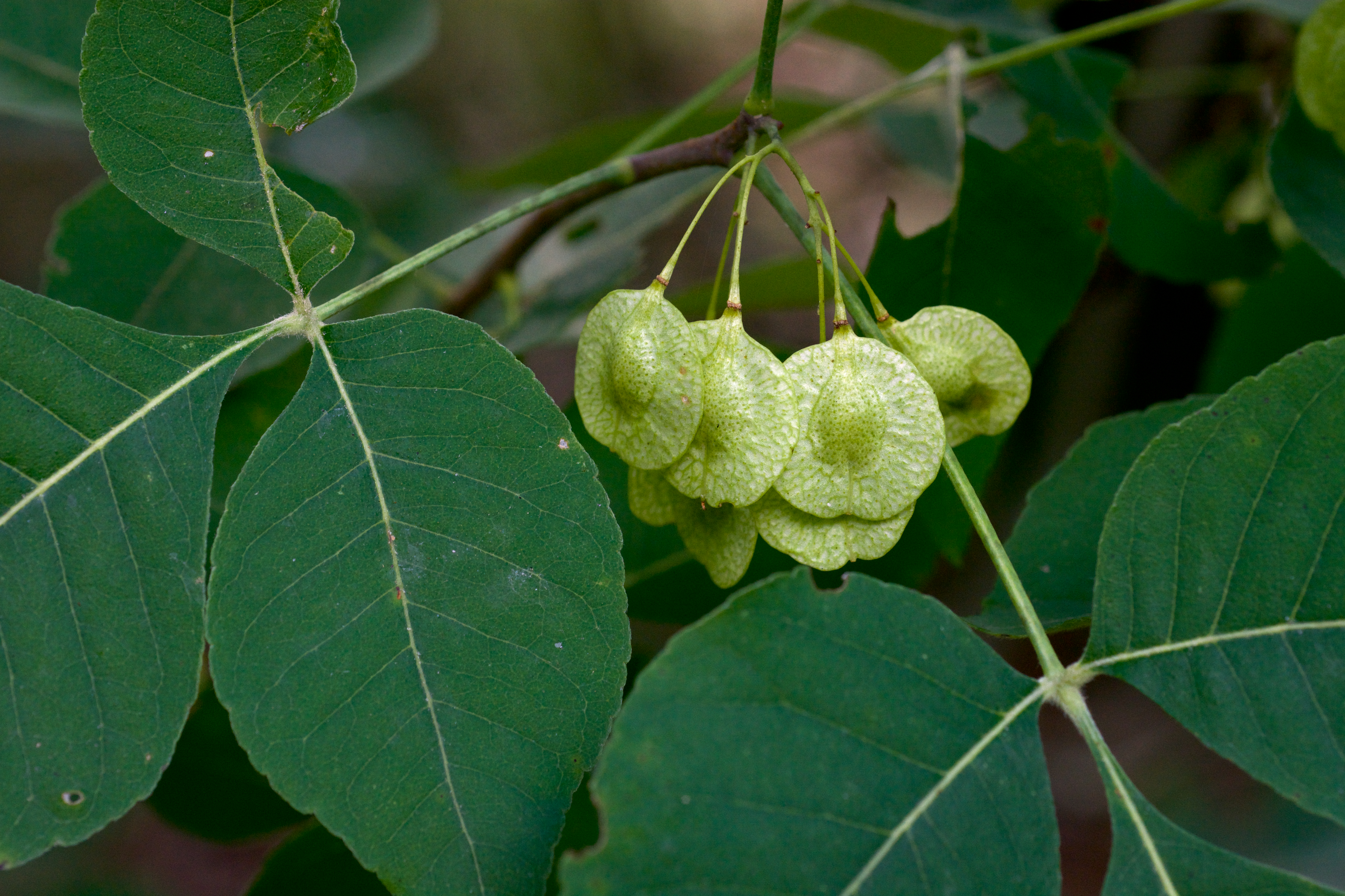 Wafer Ash fruit identification view
