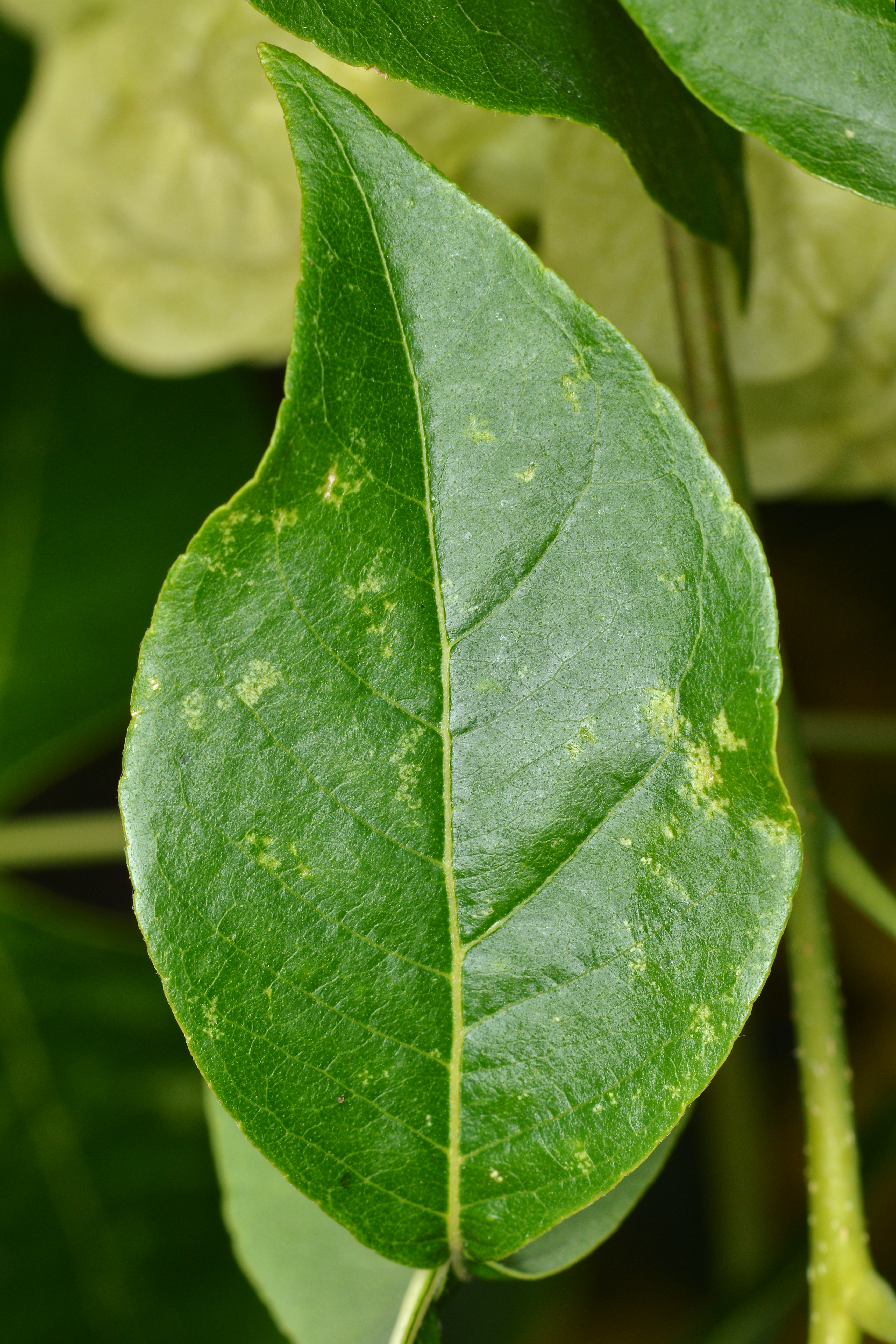 Wafer Ash leaf identification view