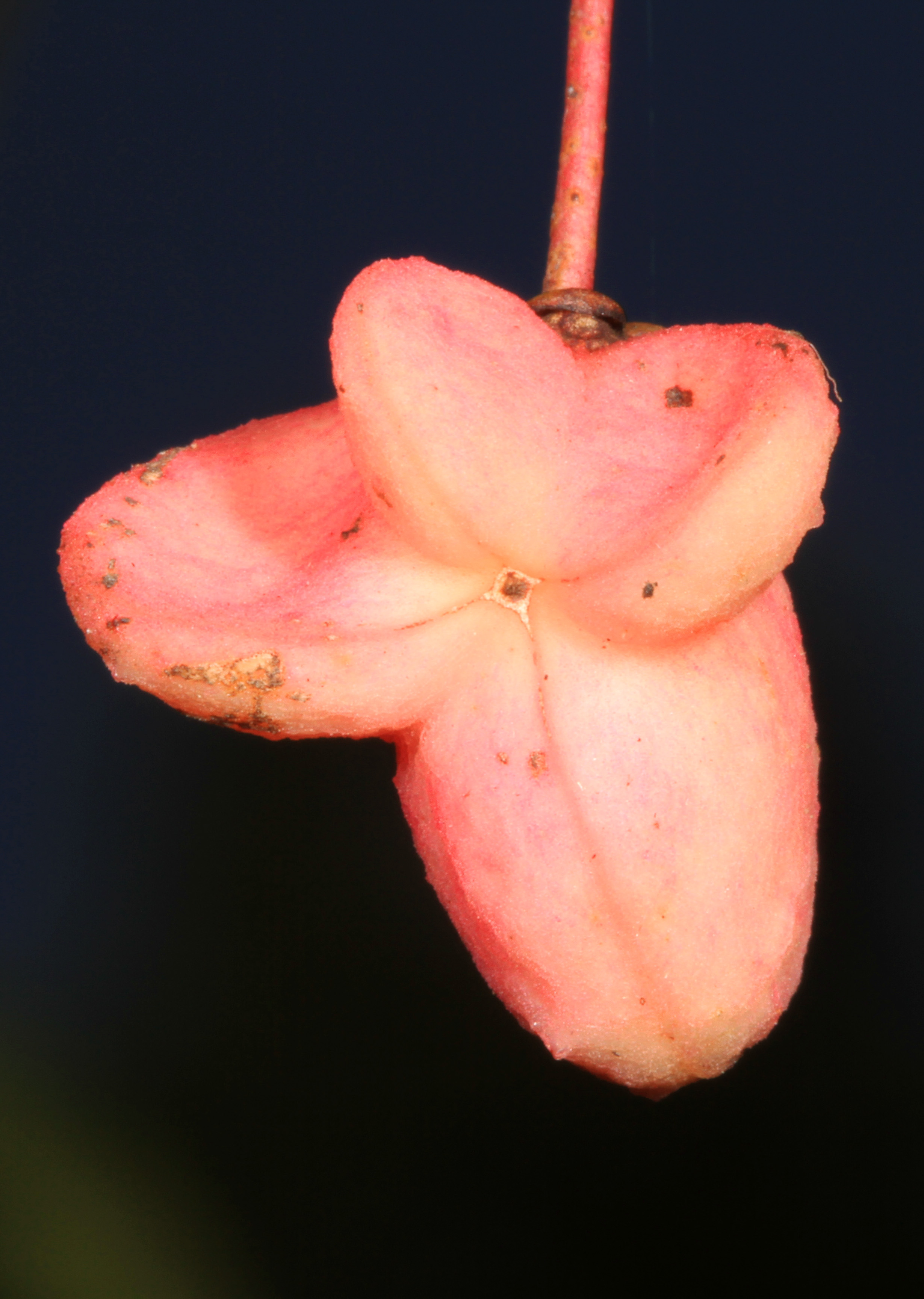 Wahoo flower identification view