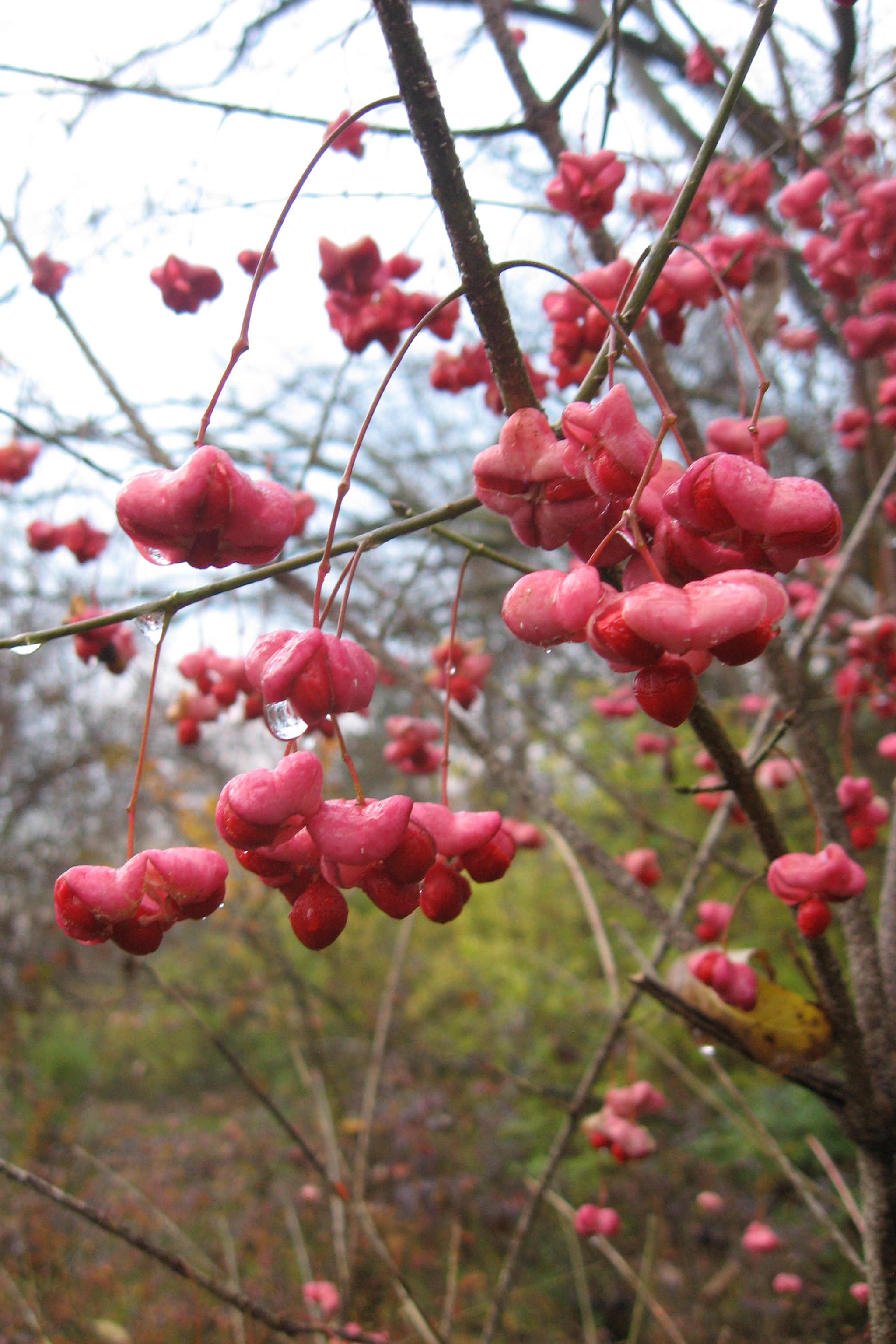 Wahoo fruit identification view
