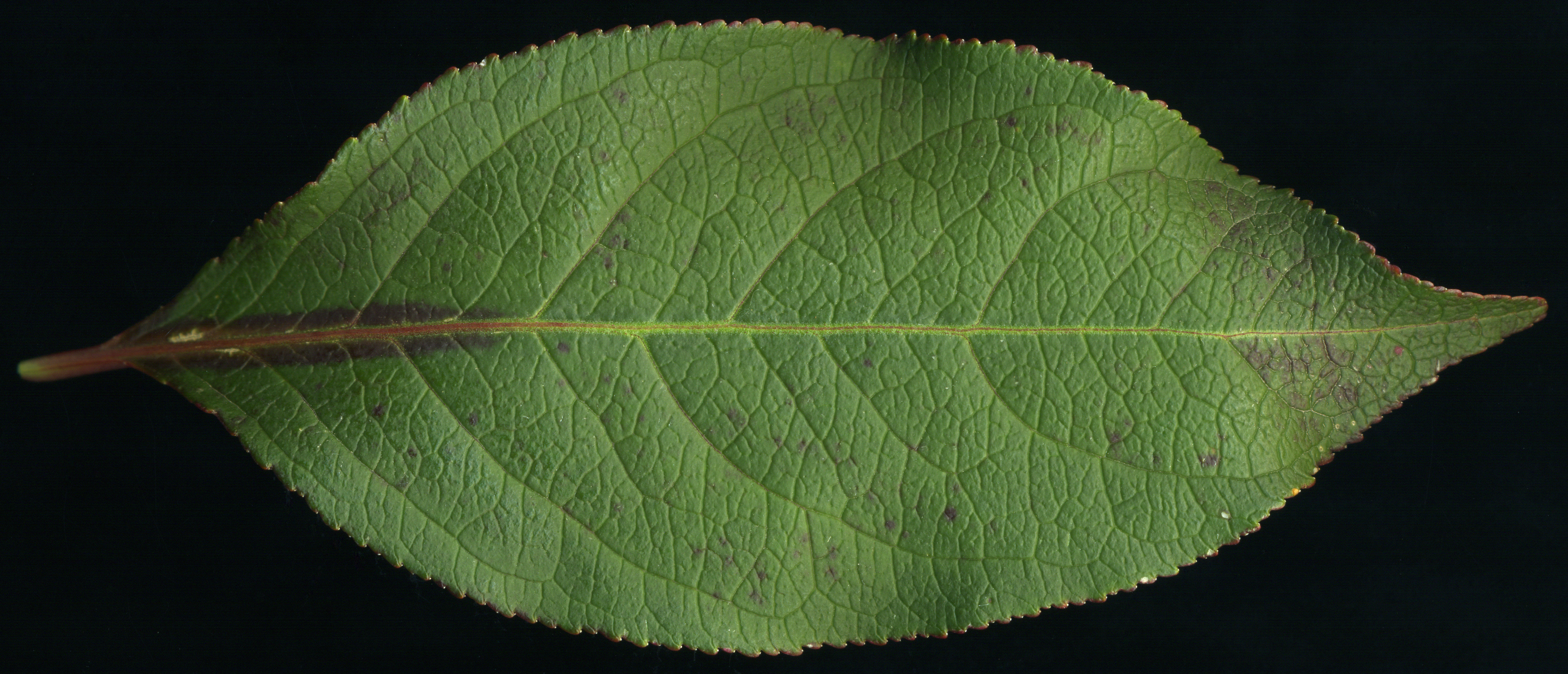 Wahoo leaf identification view