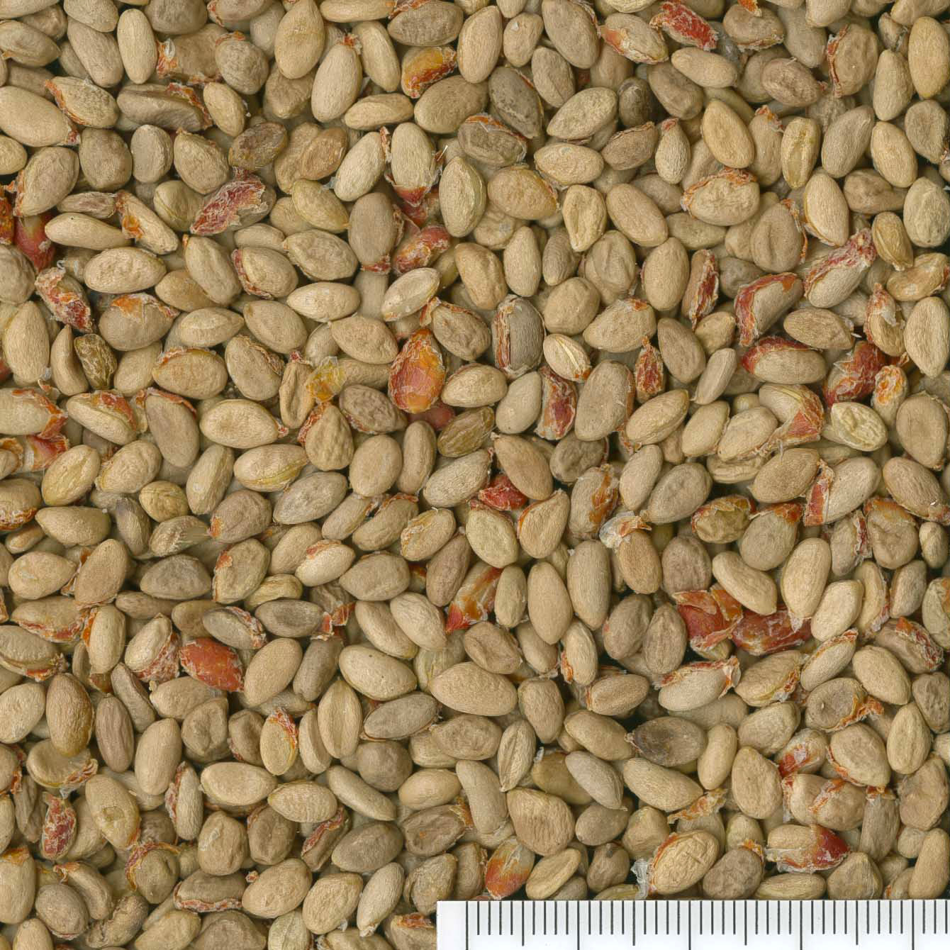 Wahoo plant identification view