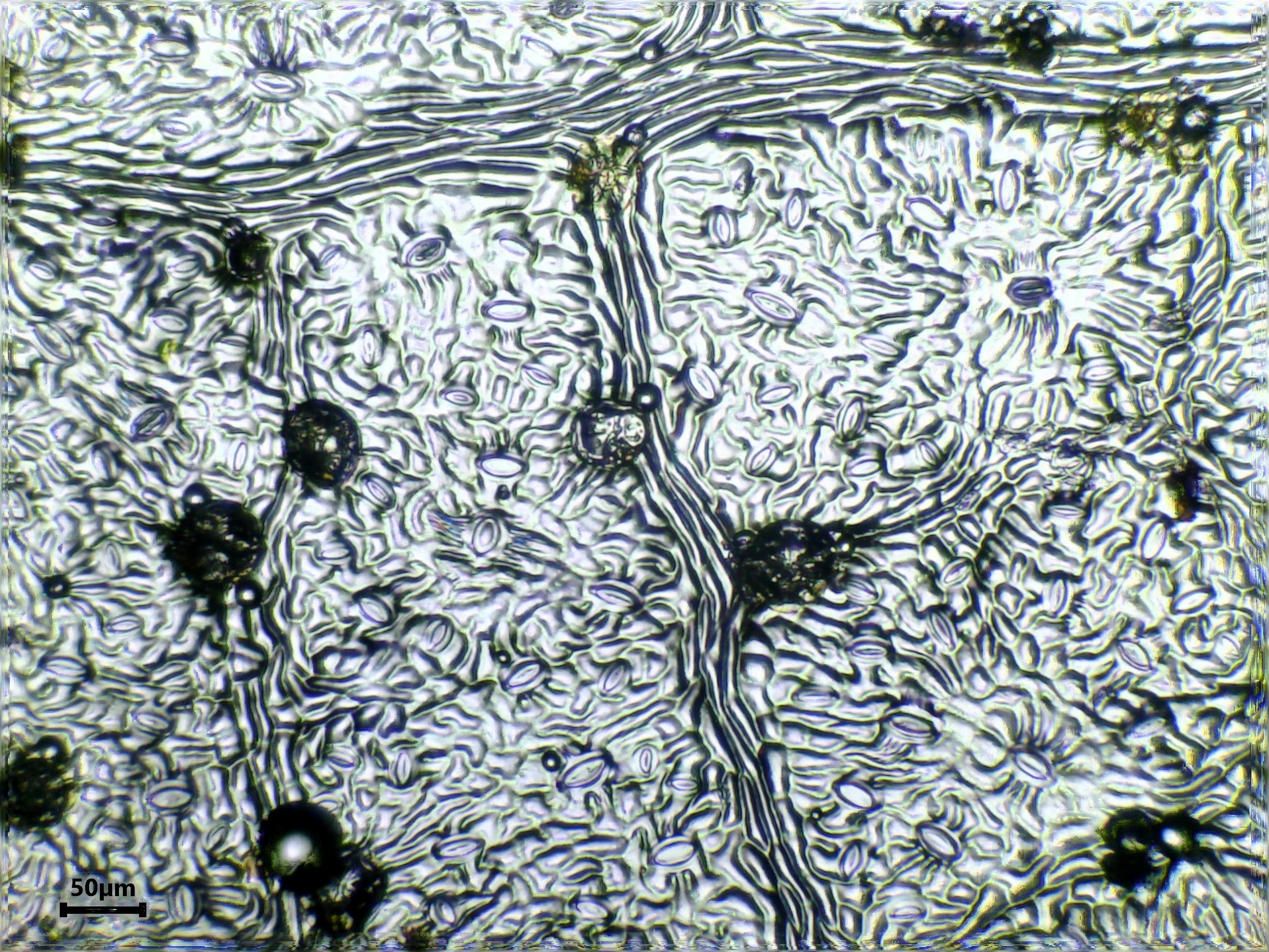 Walnuts leaf identification view
