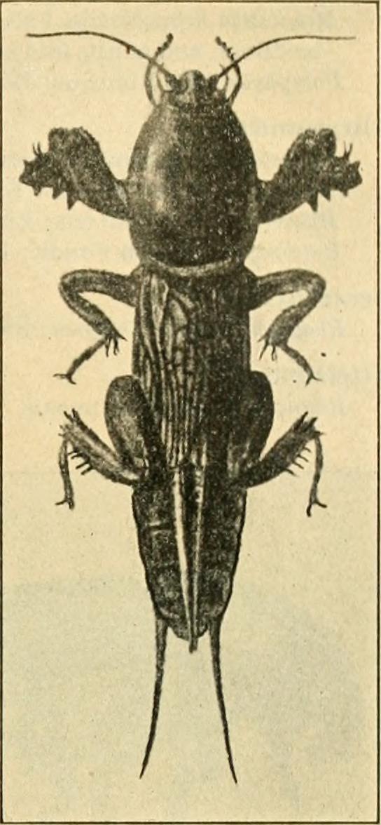 Walnuts stem identification view
