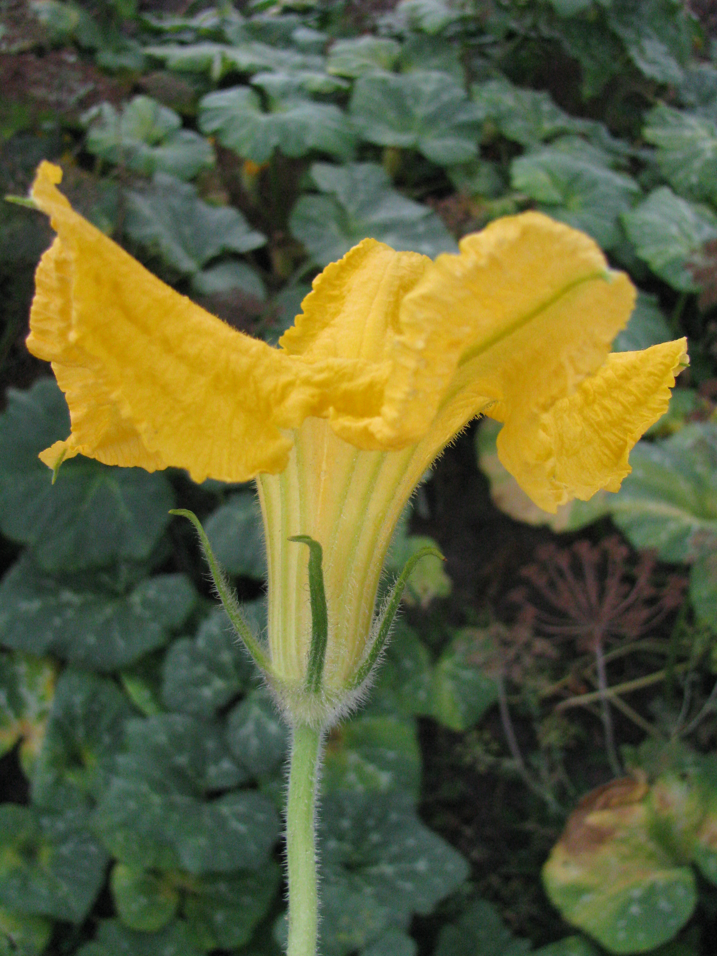 Honeynut Squash flower identification view