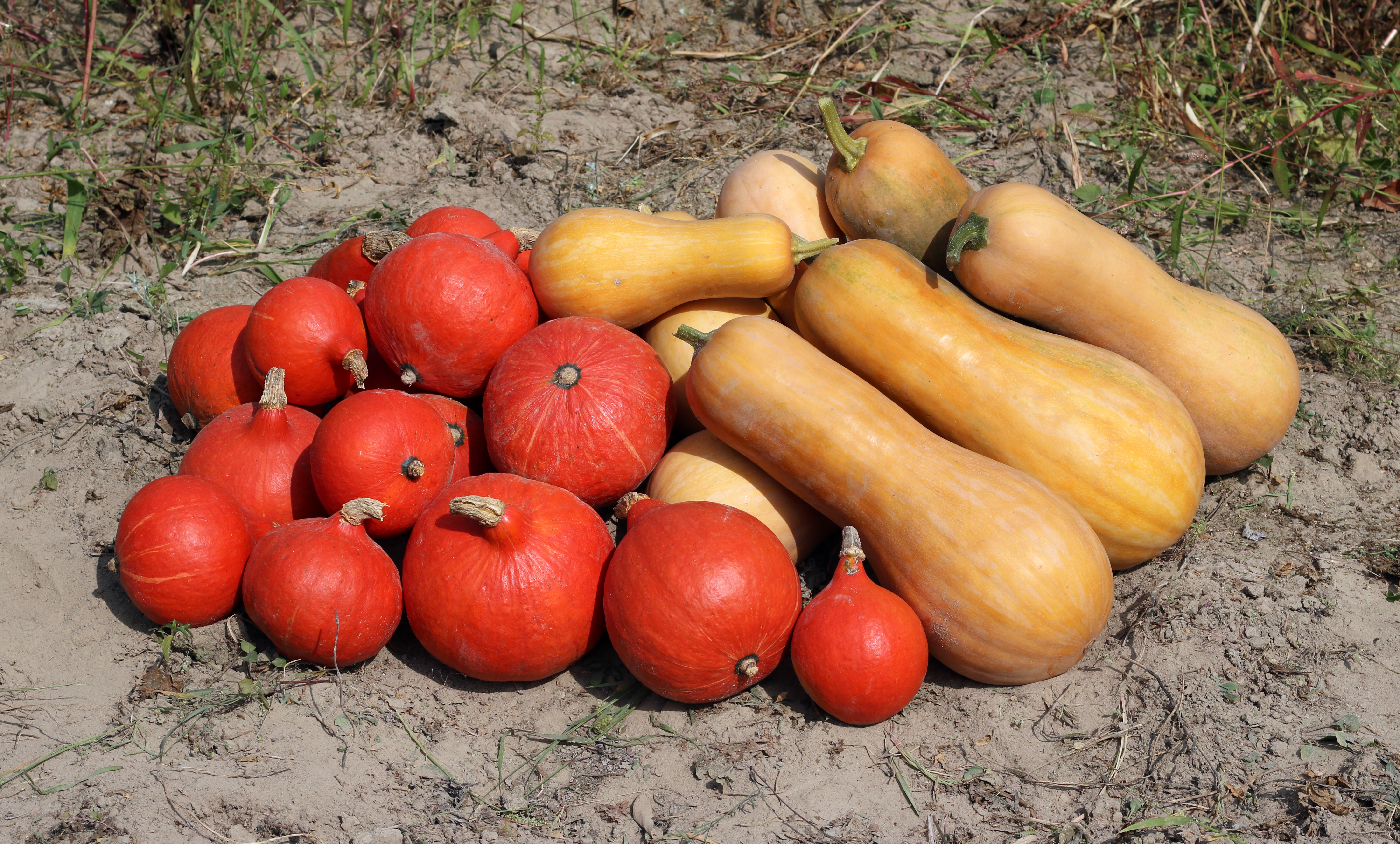 Honeynut Squash fruit identification view