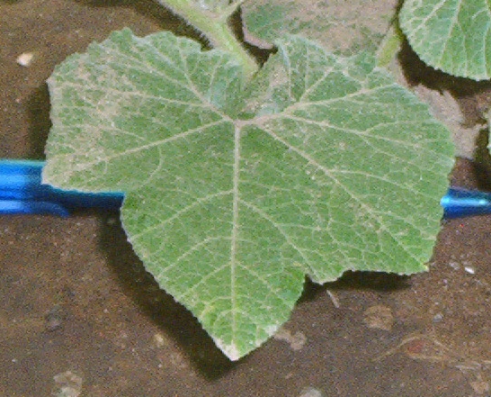 Honeynut Squash leaf identification view