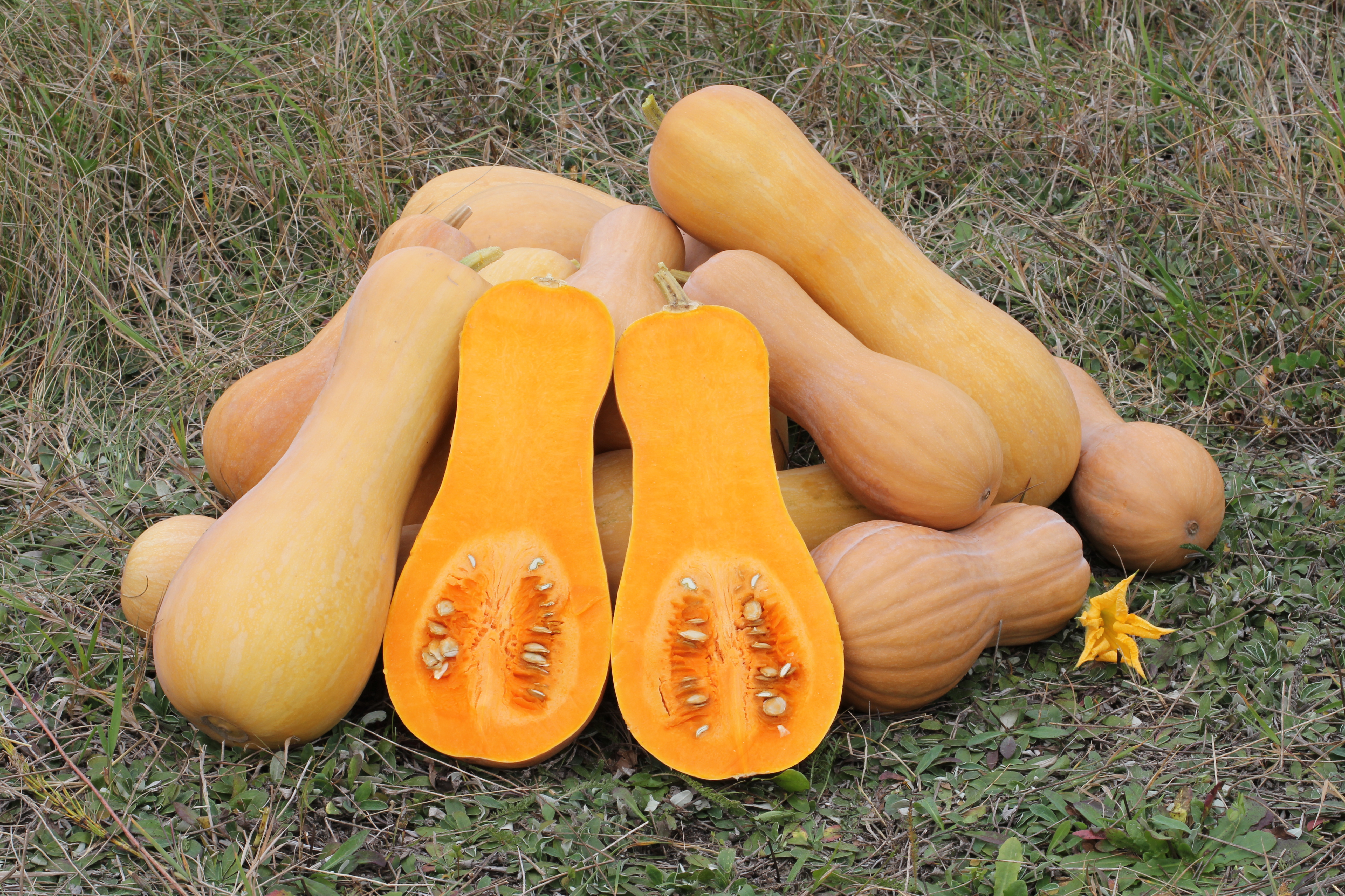 Honeynut Squash plant identification view