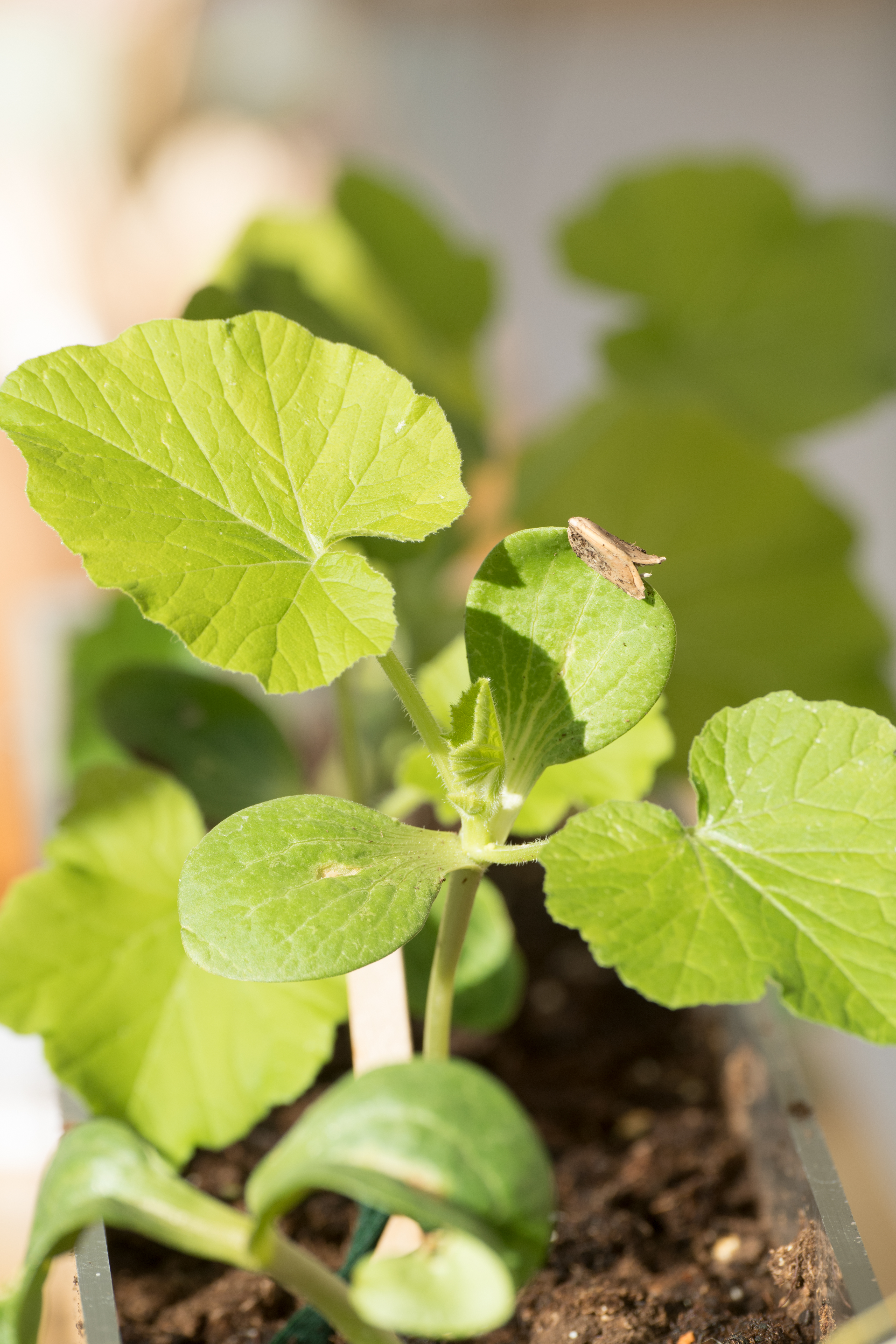 Honeynut Squash stem identification view