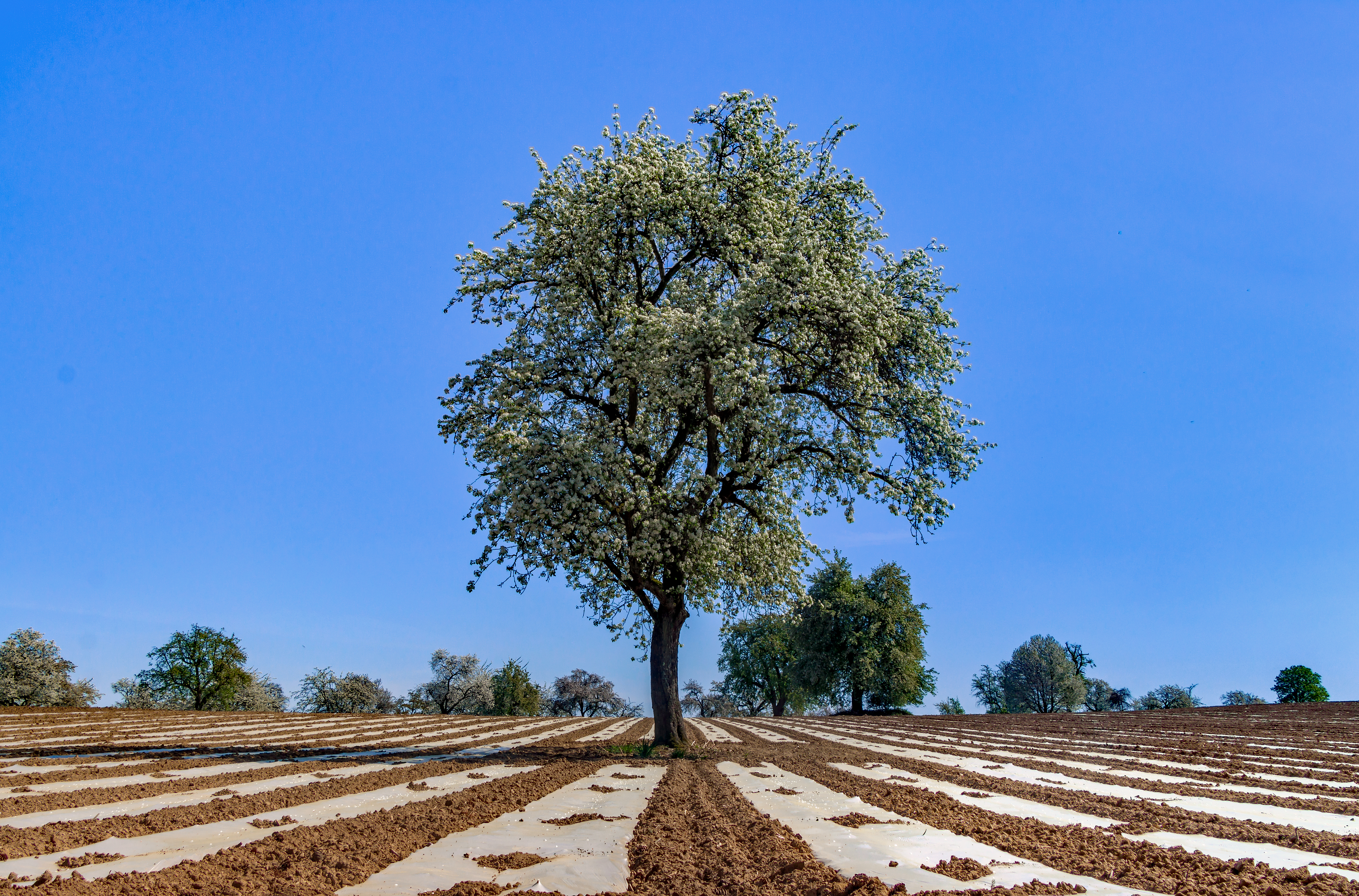 Warren Pear plant identification view