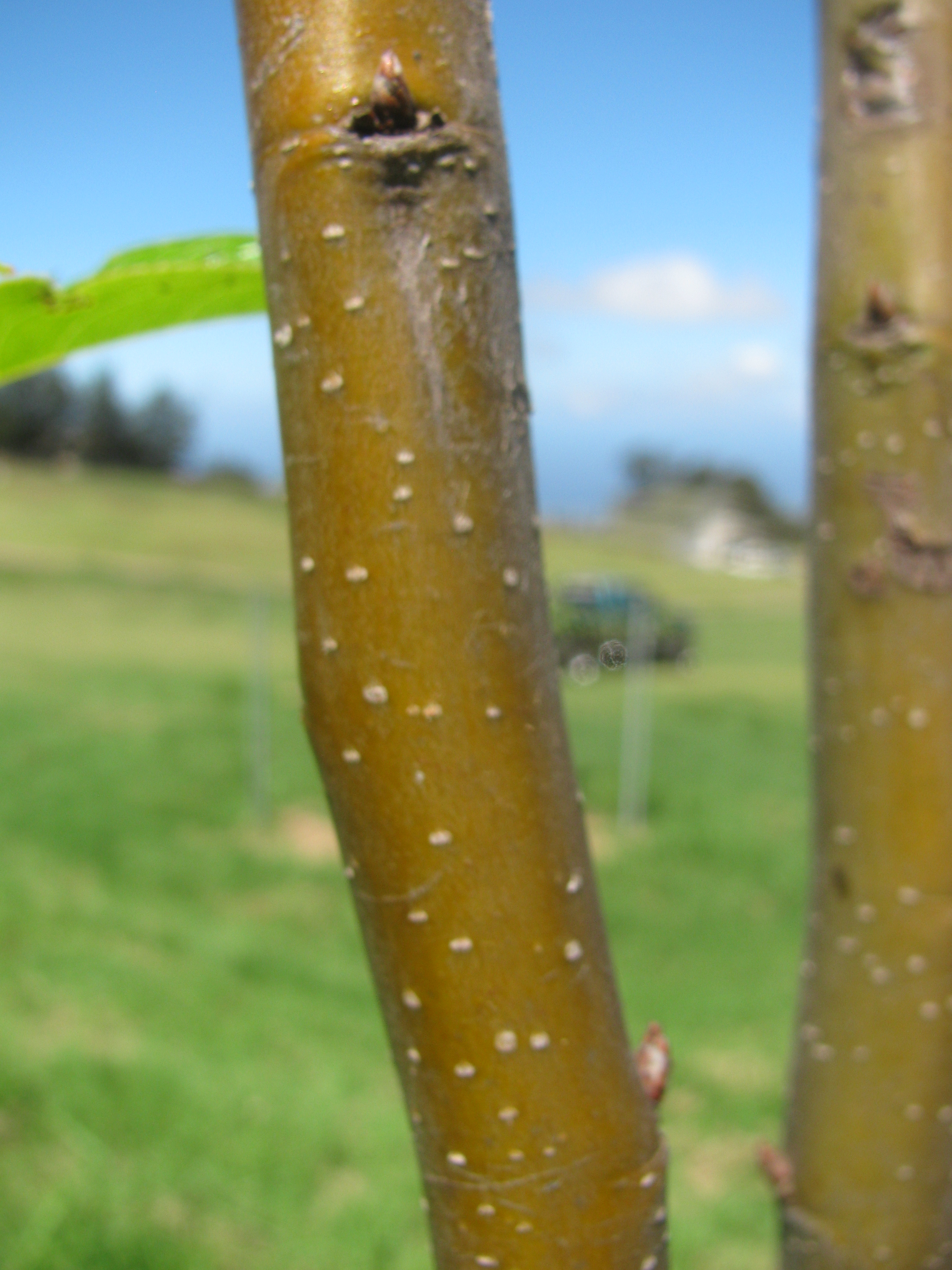 Warren Pear stem identification view