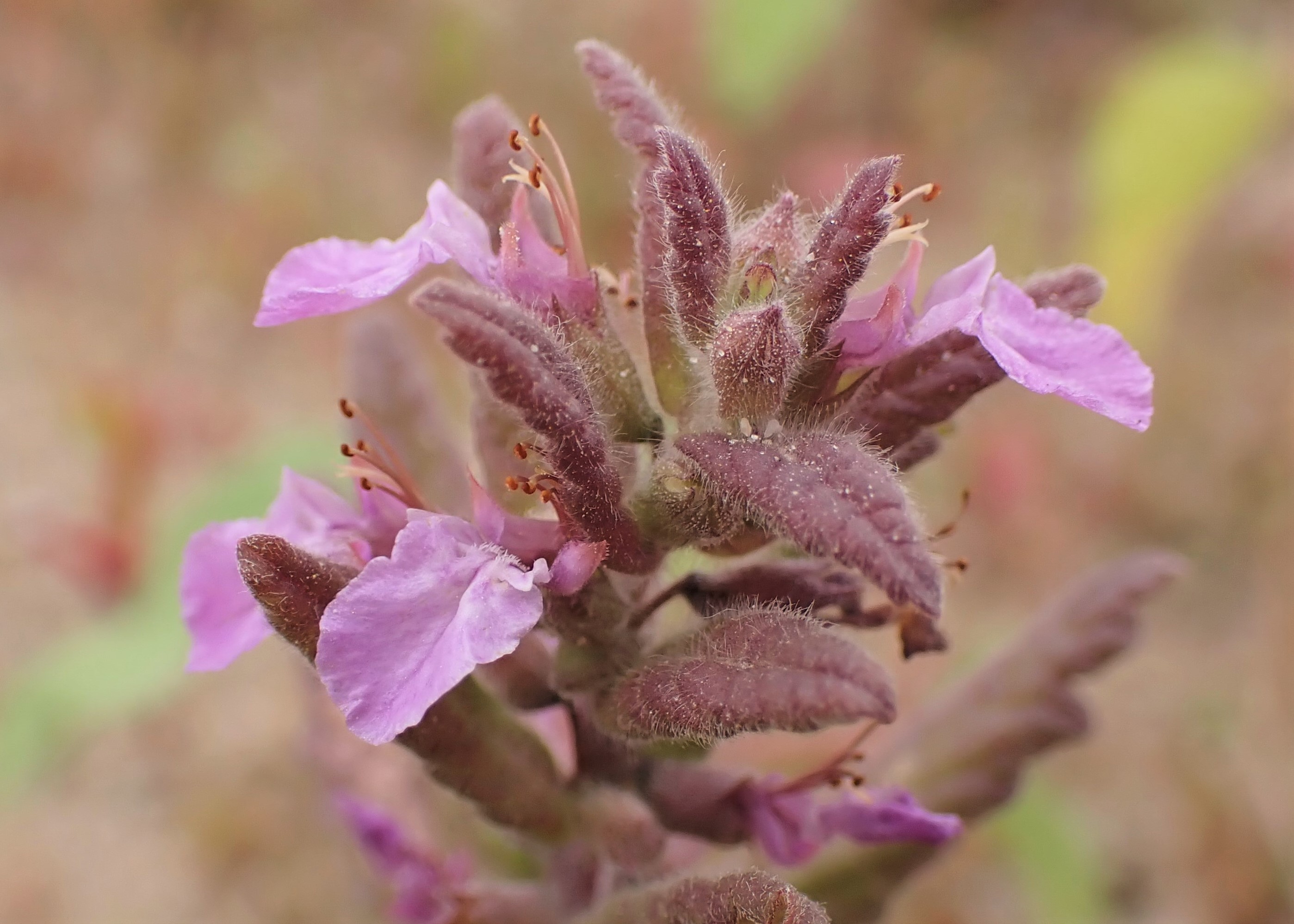 Water germander flower identification view