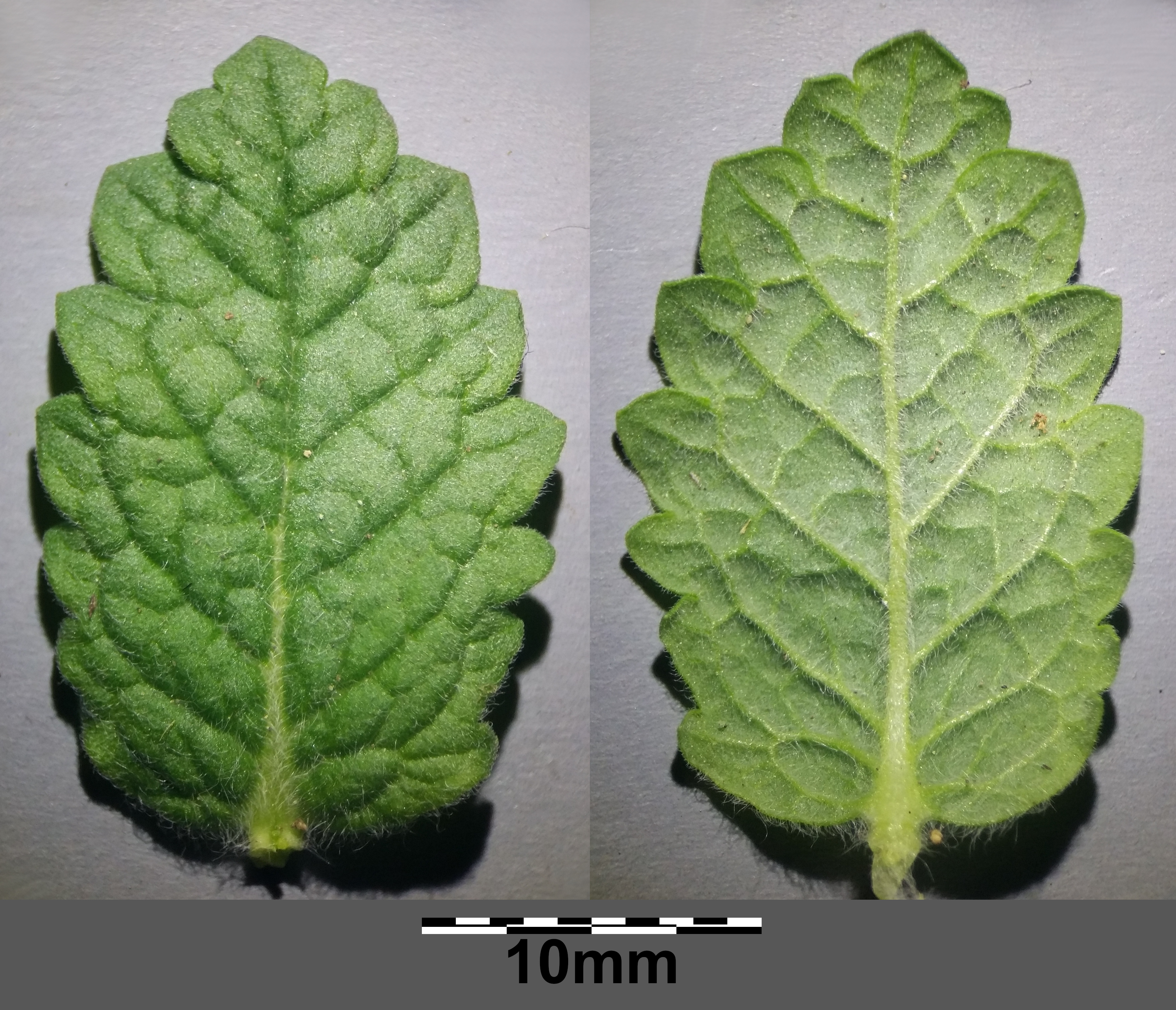 Water germander leaf identification view