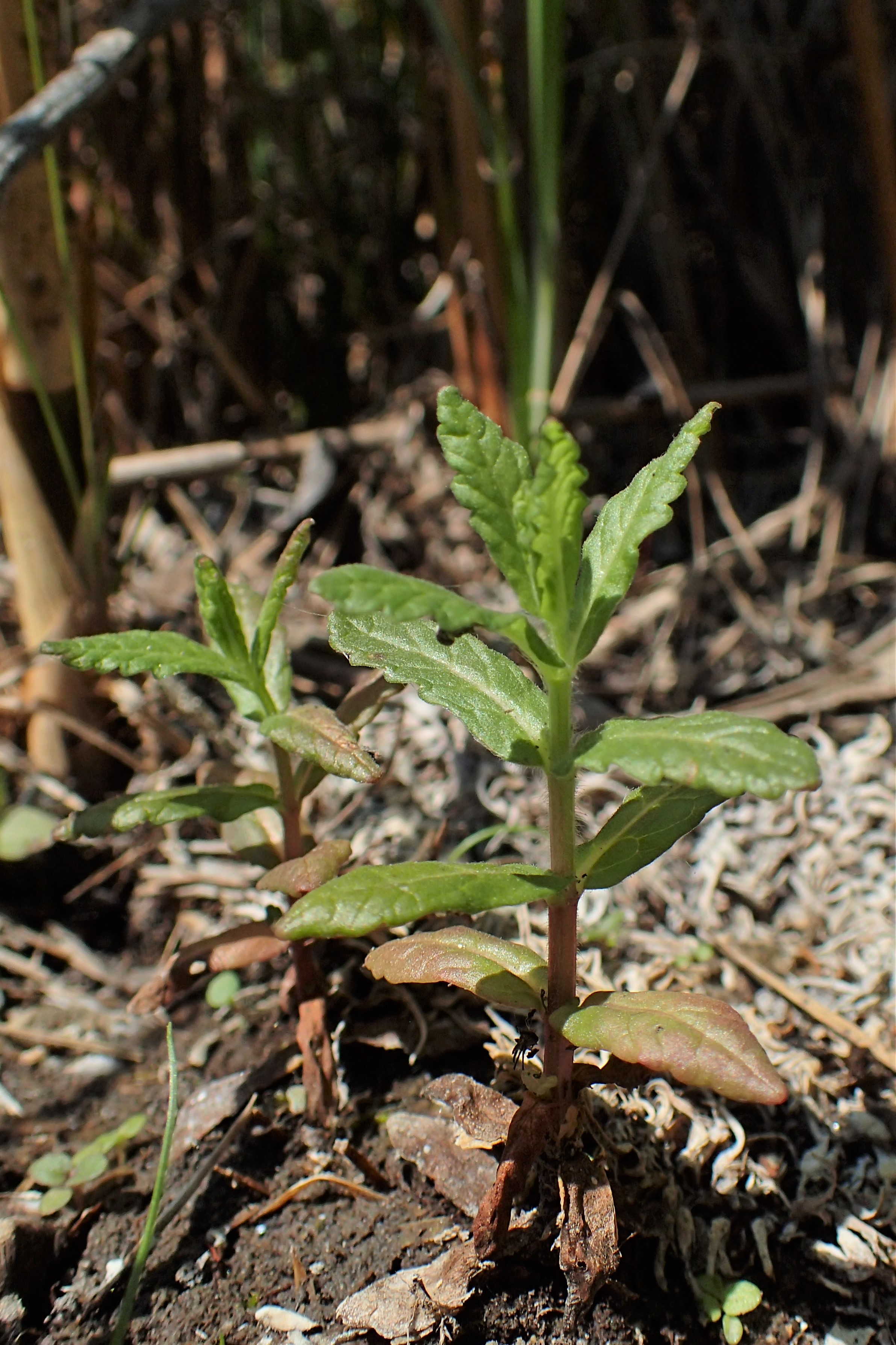 Water germander plant identification view
