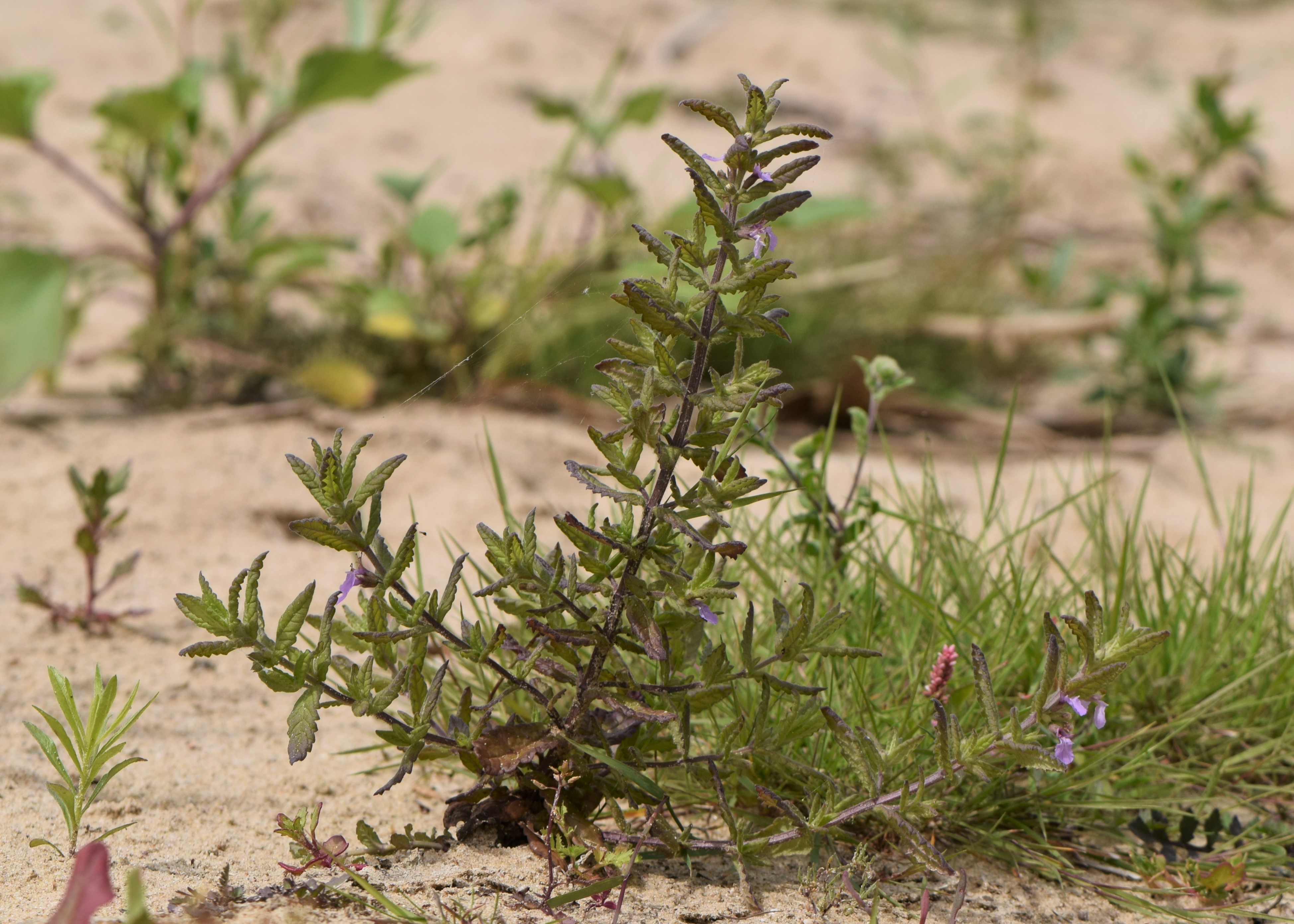 Water germander stem identification view