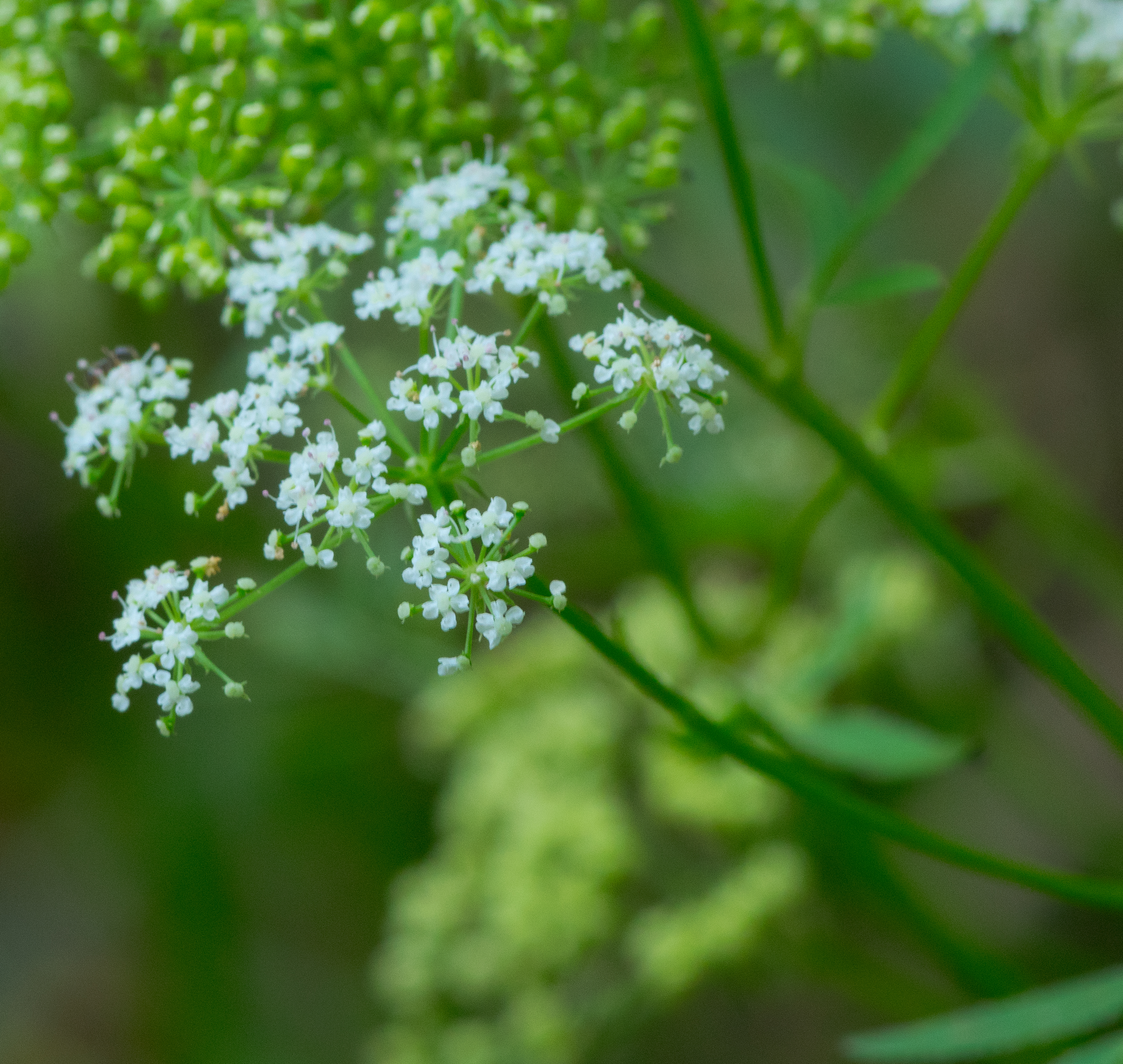 Water Hemlock flower identification view