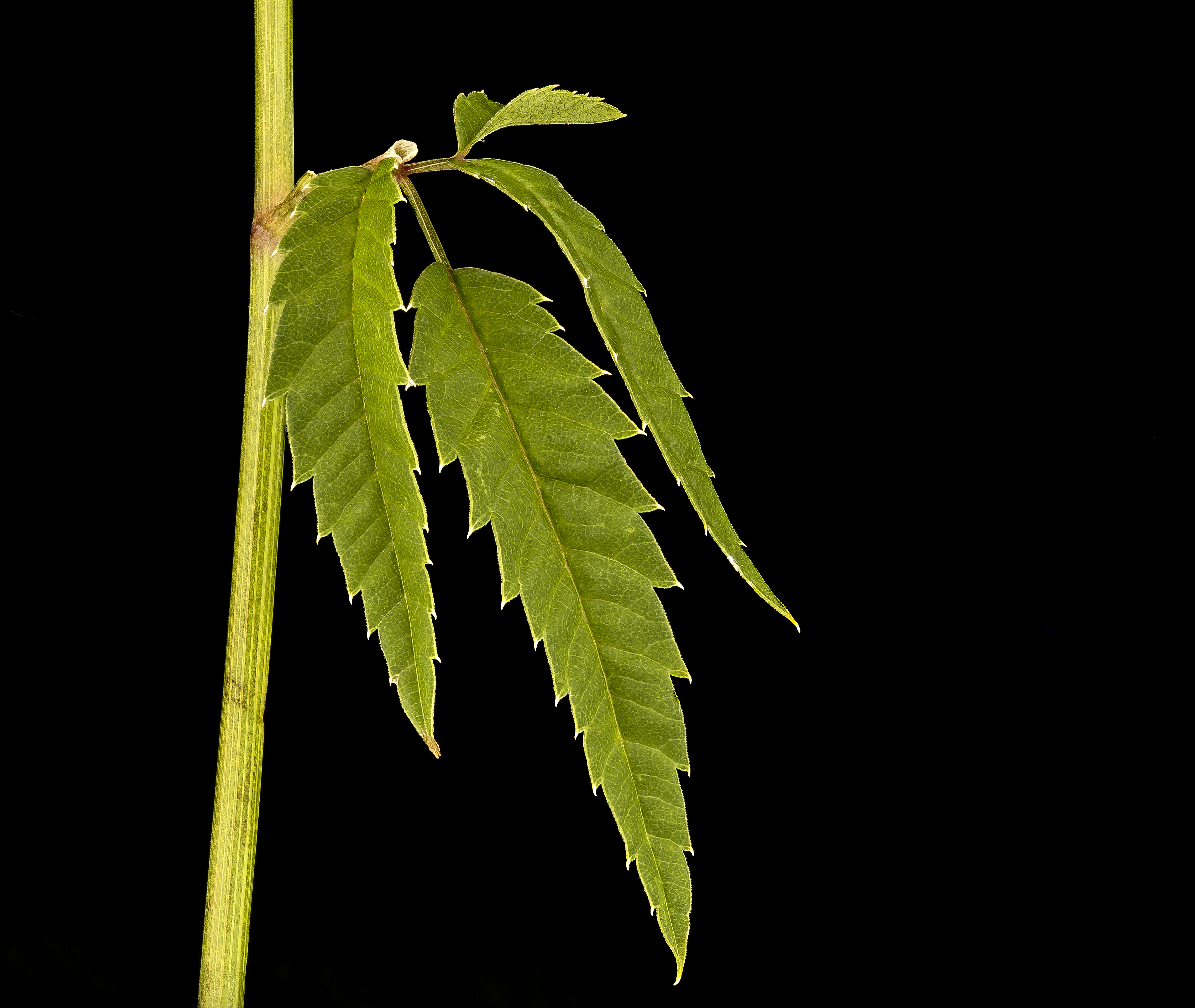 Water Hemlock leaf identification view