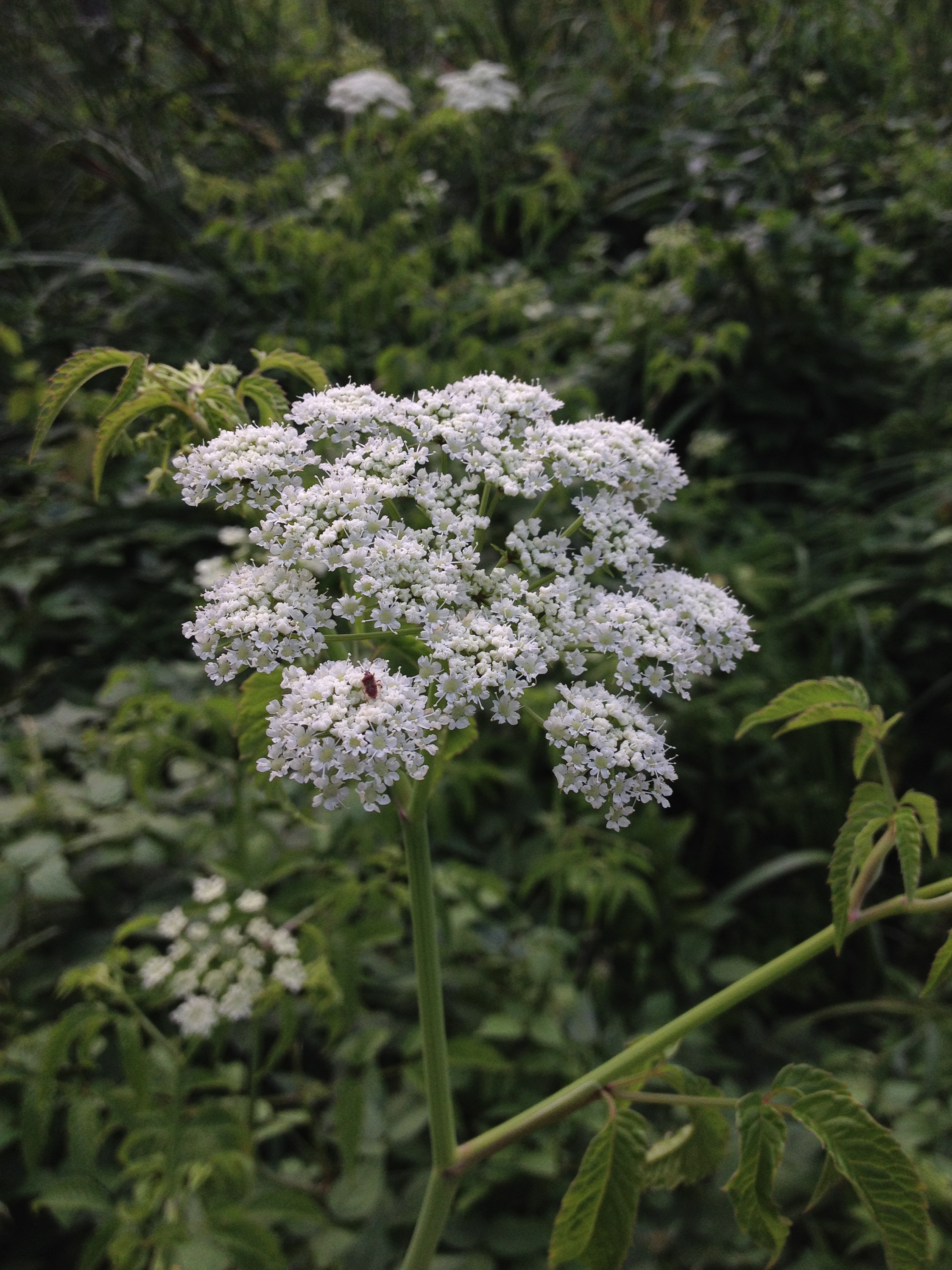 Water Hemlock plant identification view
