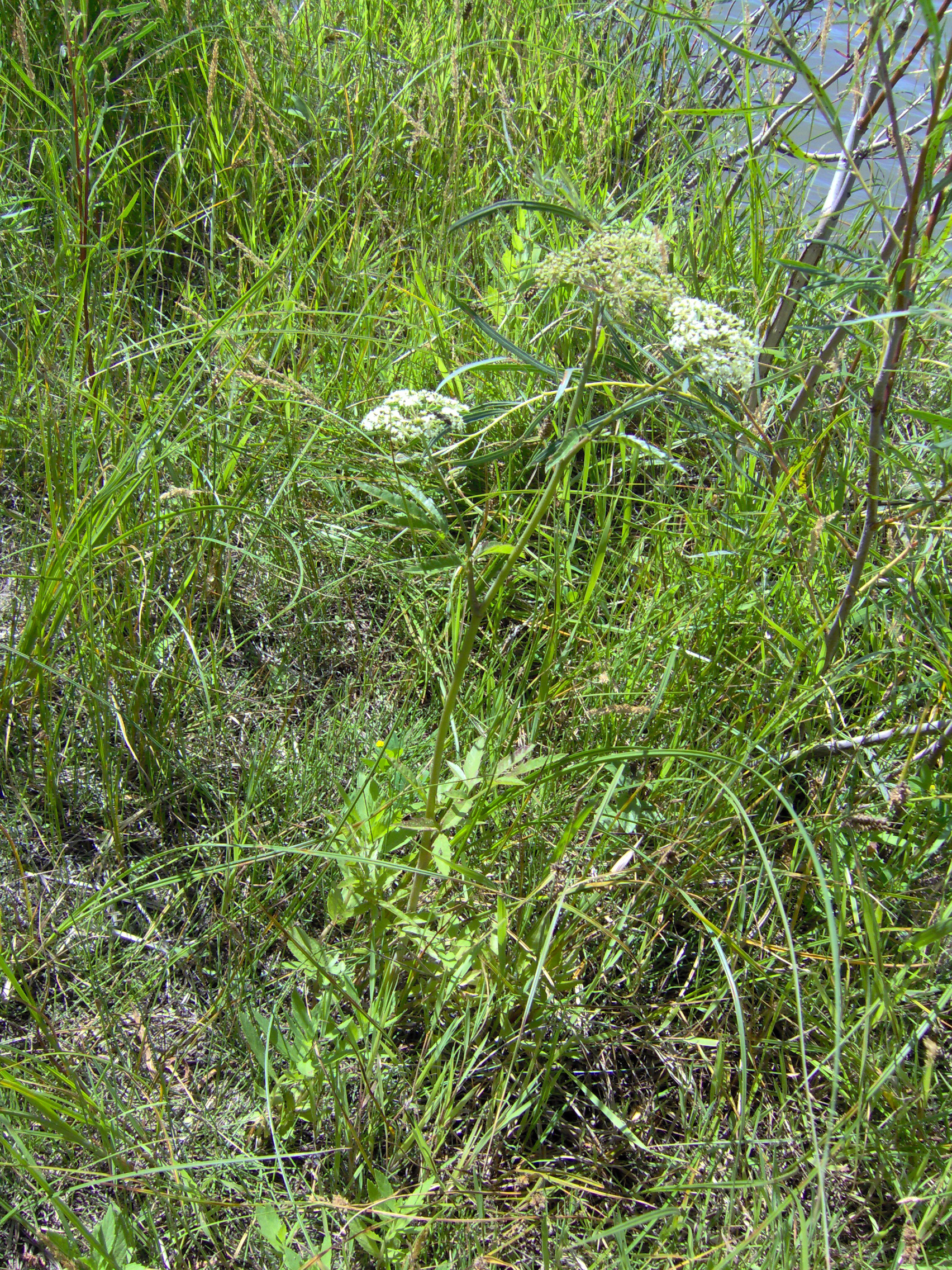 Water Hemlock stem identification view
