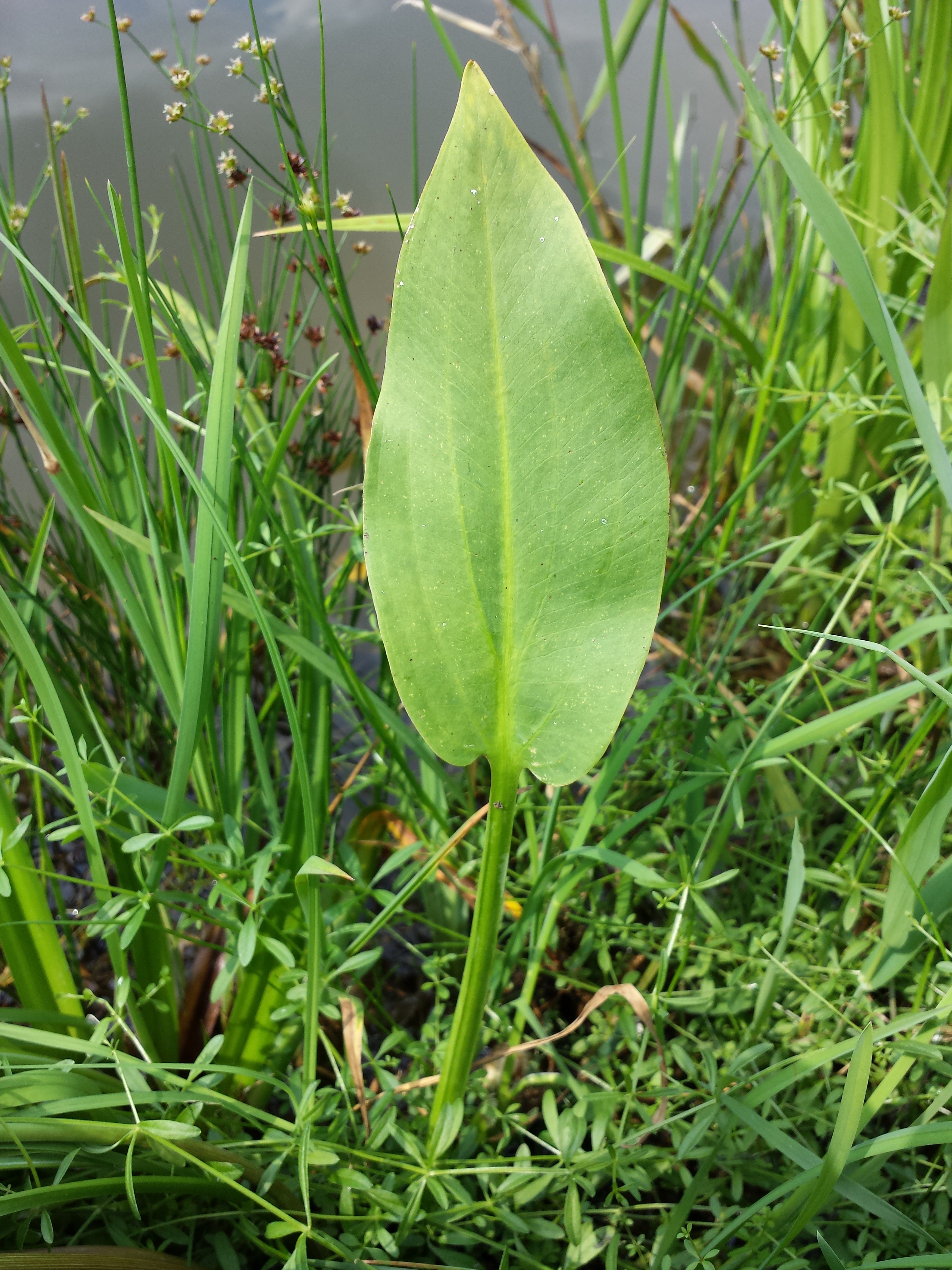 Water-plantain leaf identification view