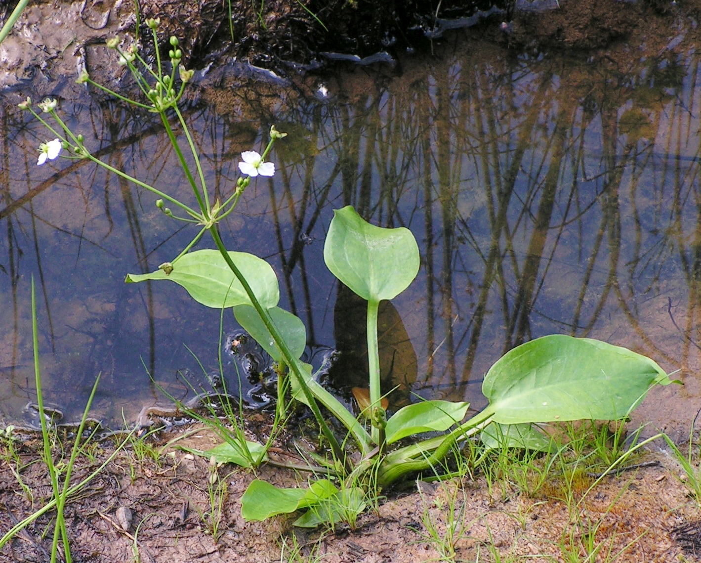 Water-plantain plant identification view