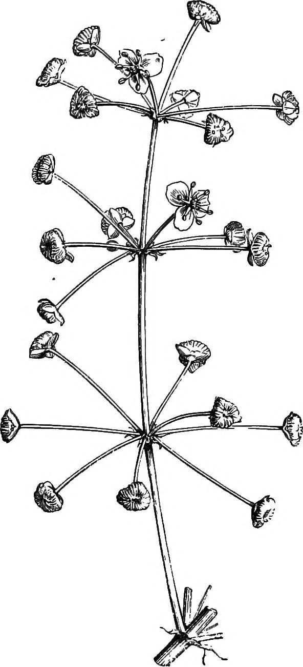 Water-plantain stem identification view