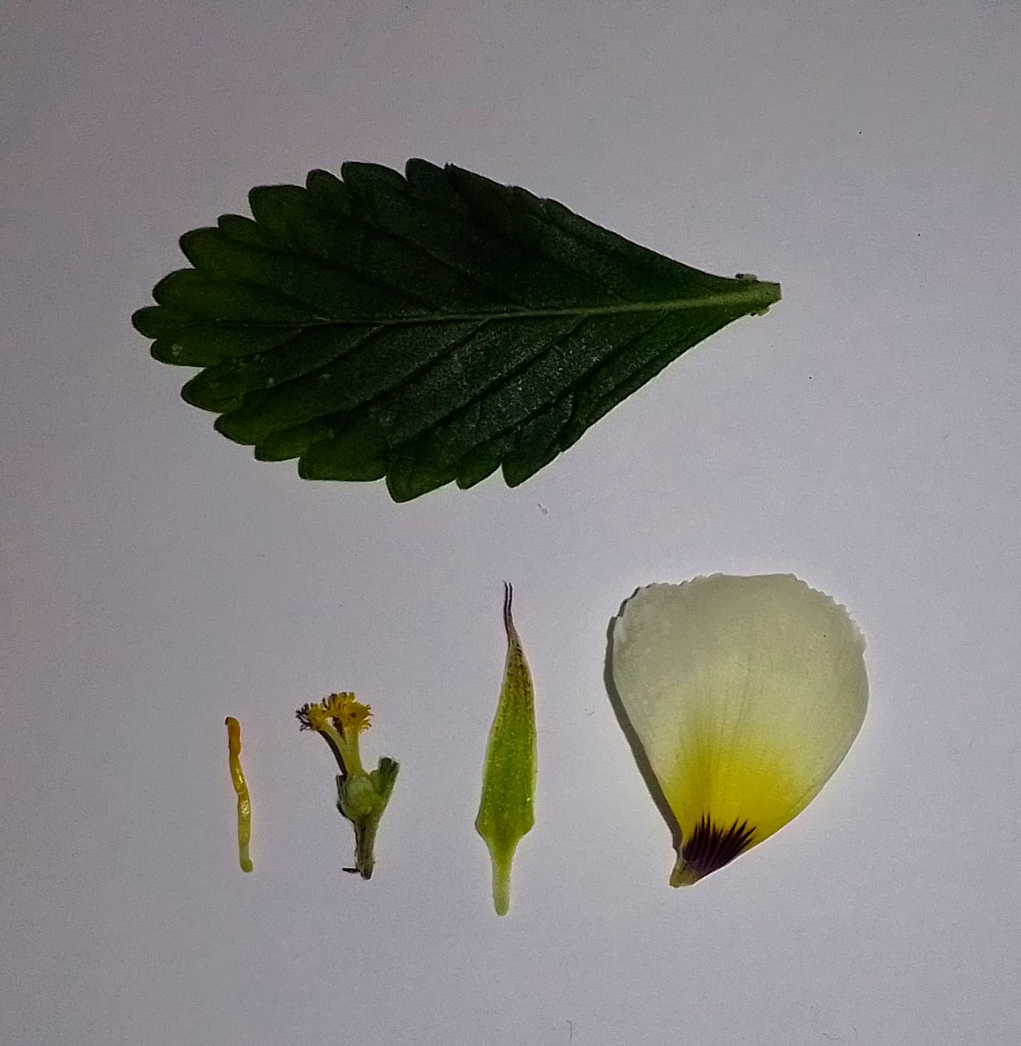 White buttercup flower identification view