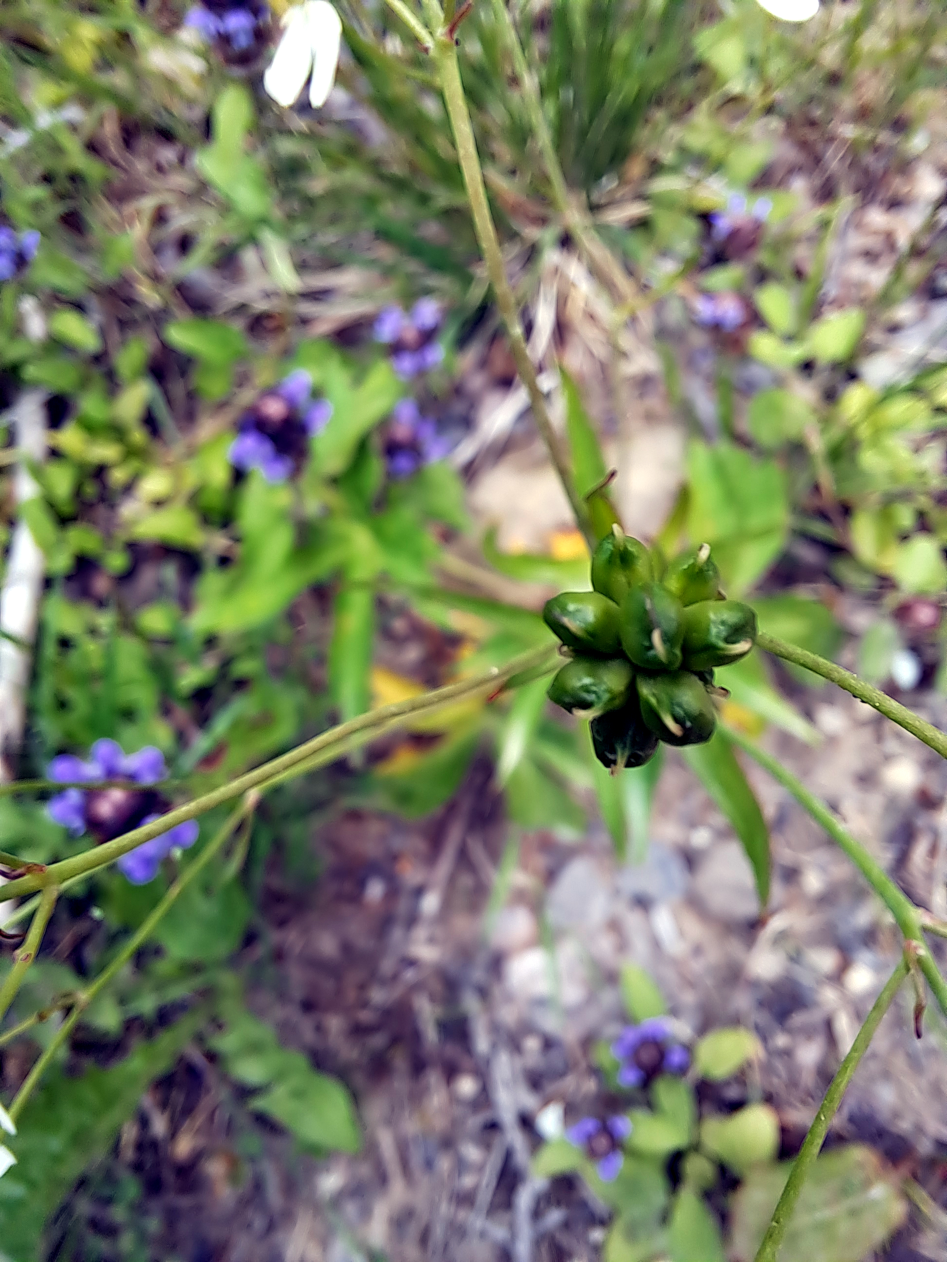 White buttercup fruit identification view