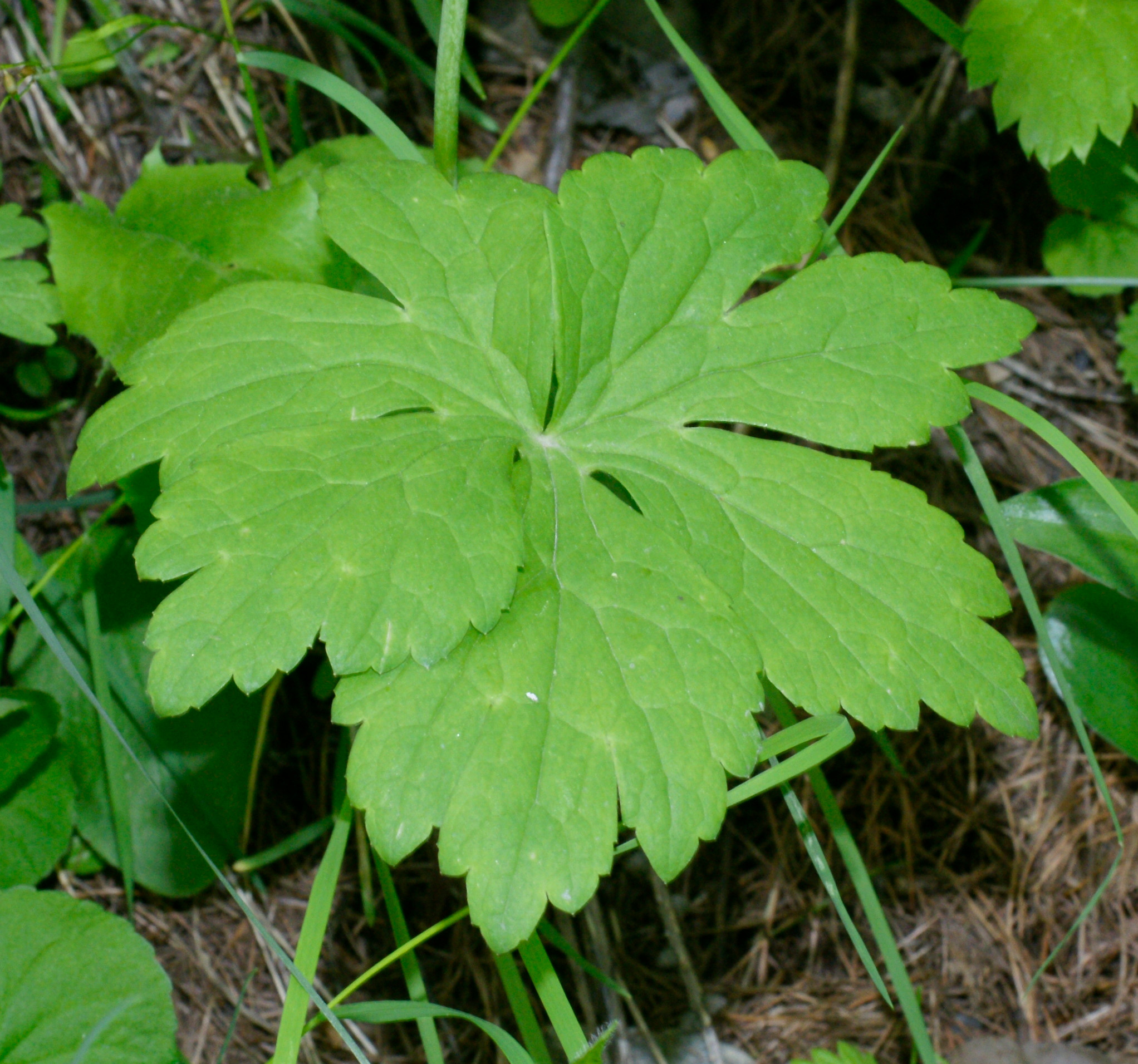 White buttercup leaf identification view