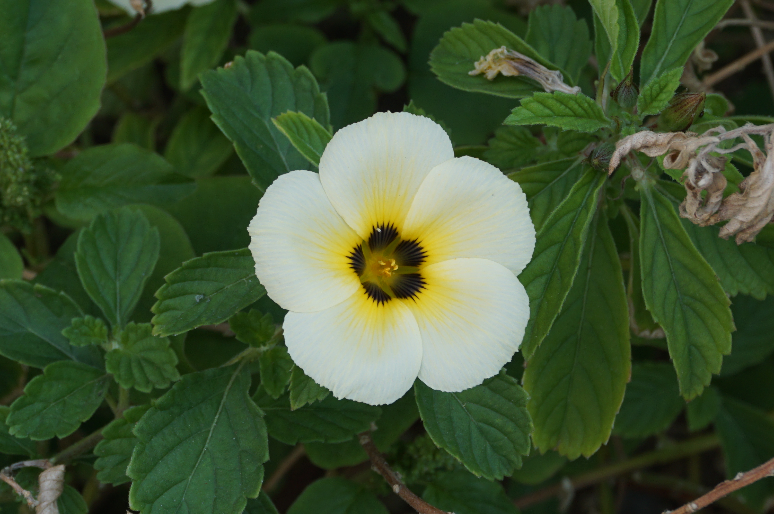 White buttercup plant identification view