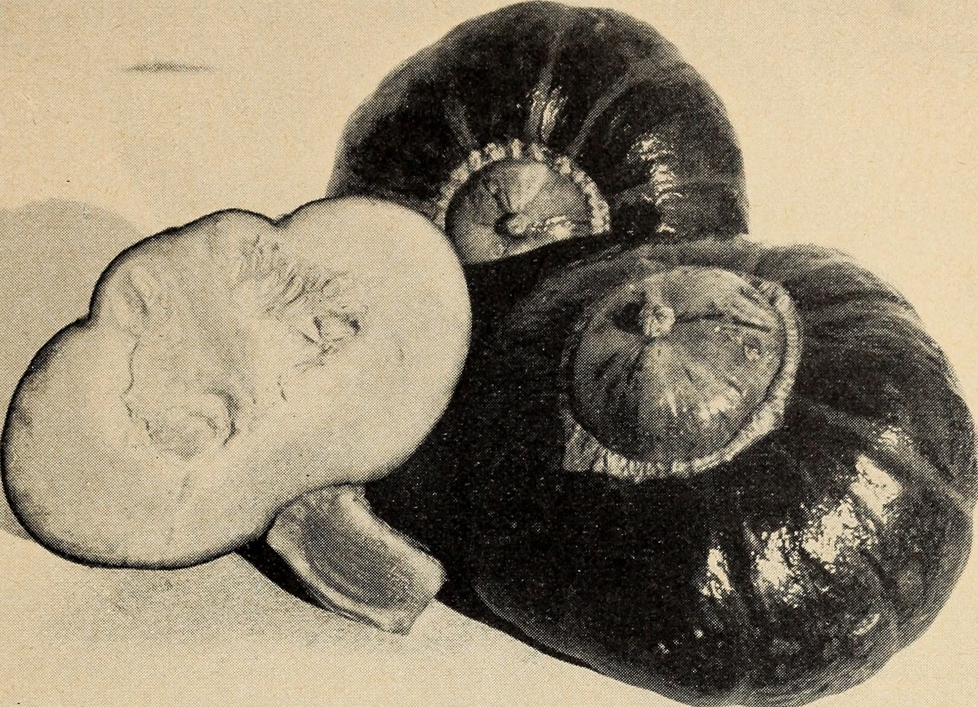 White buttercup stem identification view