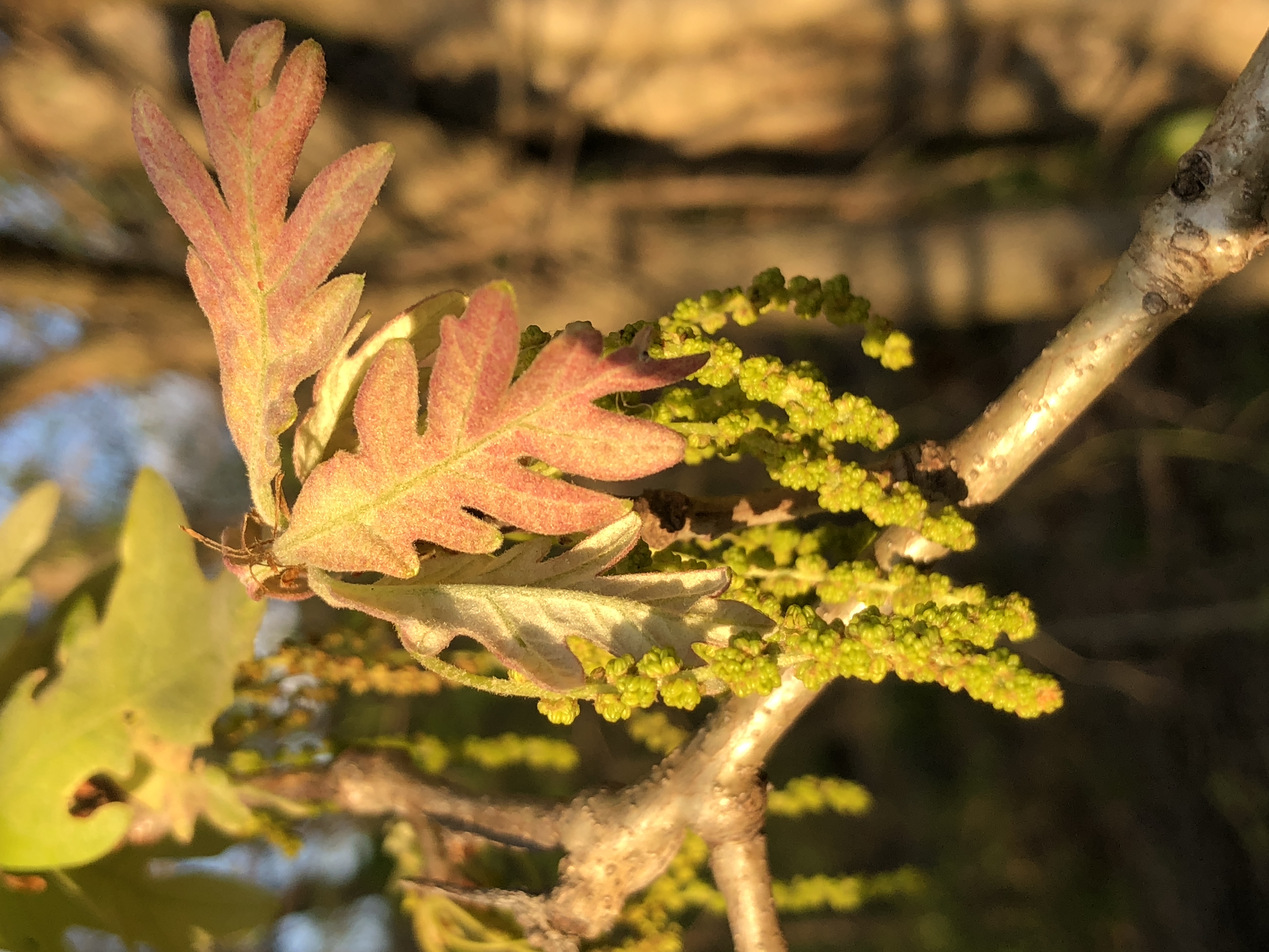 White Oak flower identification view